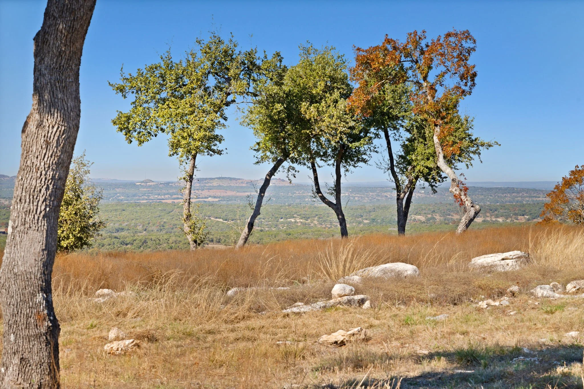A scenic landscape of a grassy hilltop with natural landscape, long-distance views of the Texas Hill Country, leaning trees with green and some orange leaves, under a clear blue sky at the RanchesAt Dripping Springs.