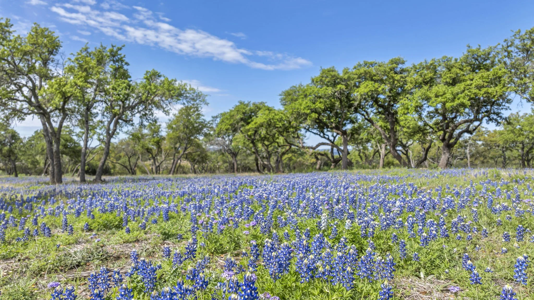 A field of bluebonnet flowers with green trees and a blue sky.