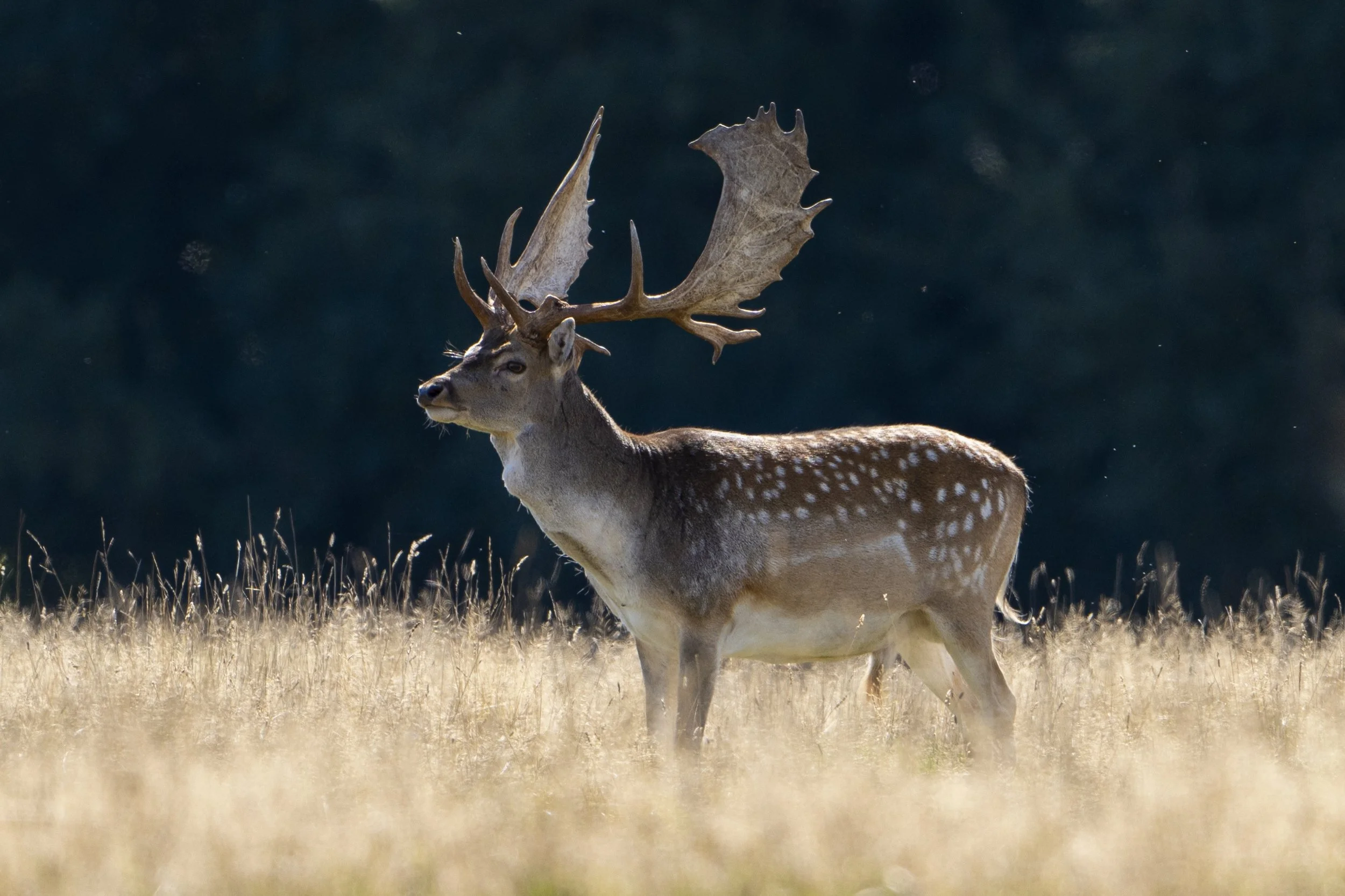 A deer with large antlers standing in a grassy field with a dark forested background.