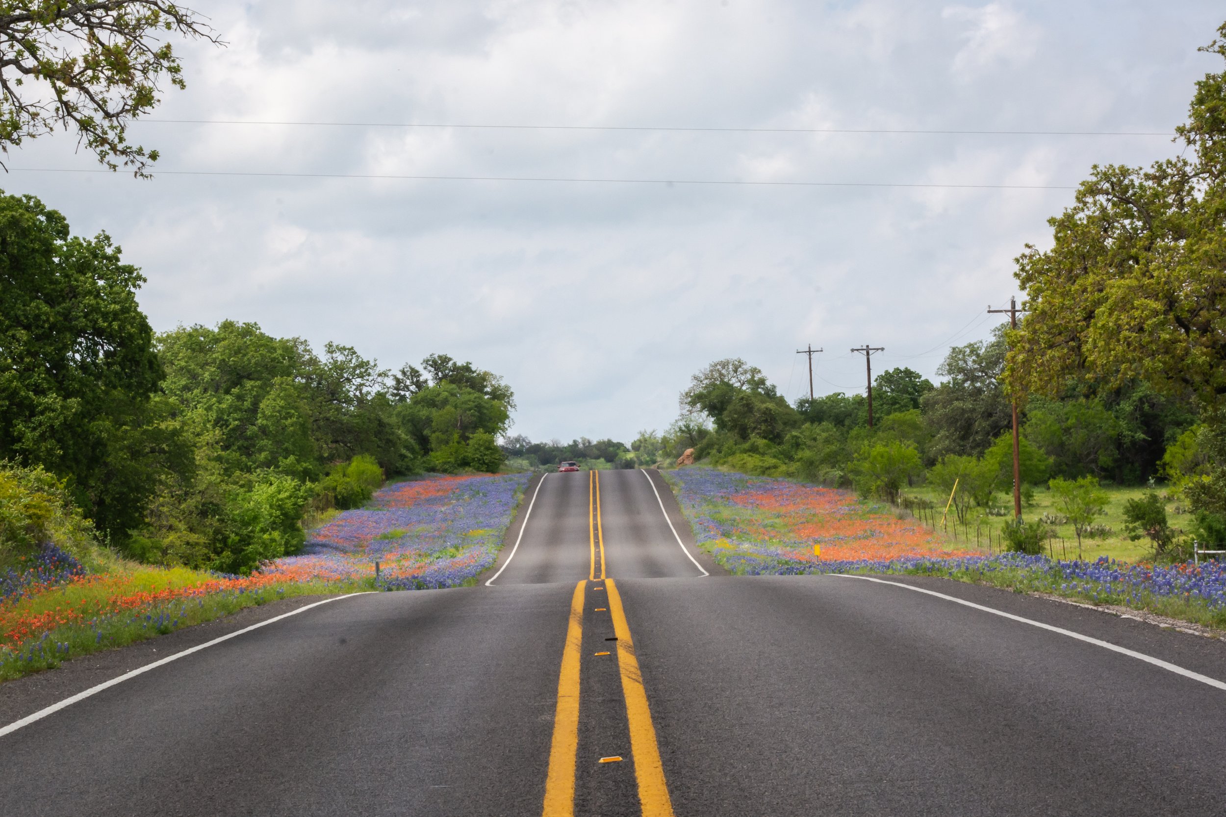 A rural road with double yellow lines, flanked by colorful wildflowers on both sides, leading up a gentle hill under an overcast sky, with trees and utility poles along the roadside.
