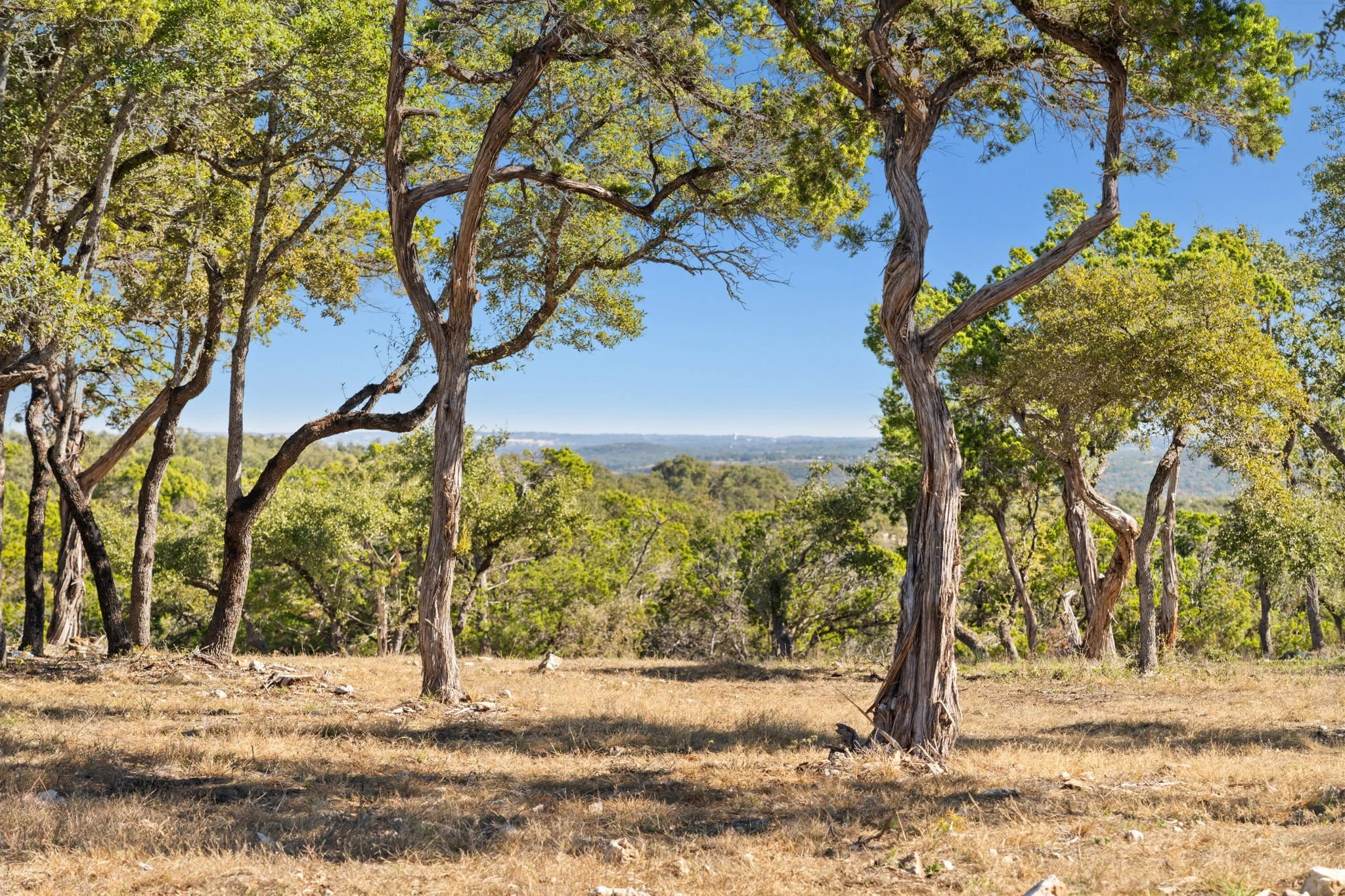 Dry grassy field with scattered leaning and twisted trees under a clear blue sky, distant hills or mountains in the background.