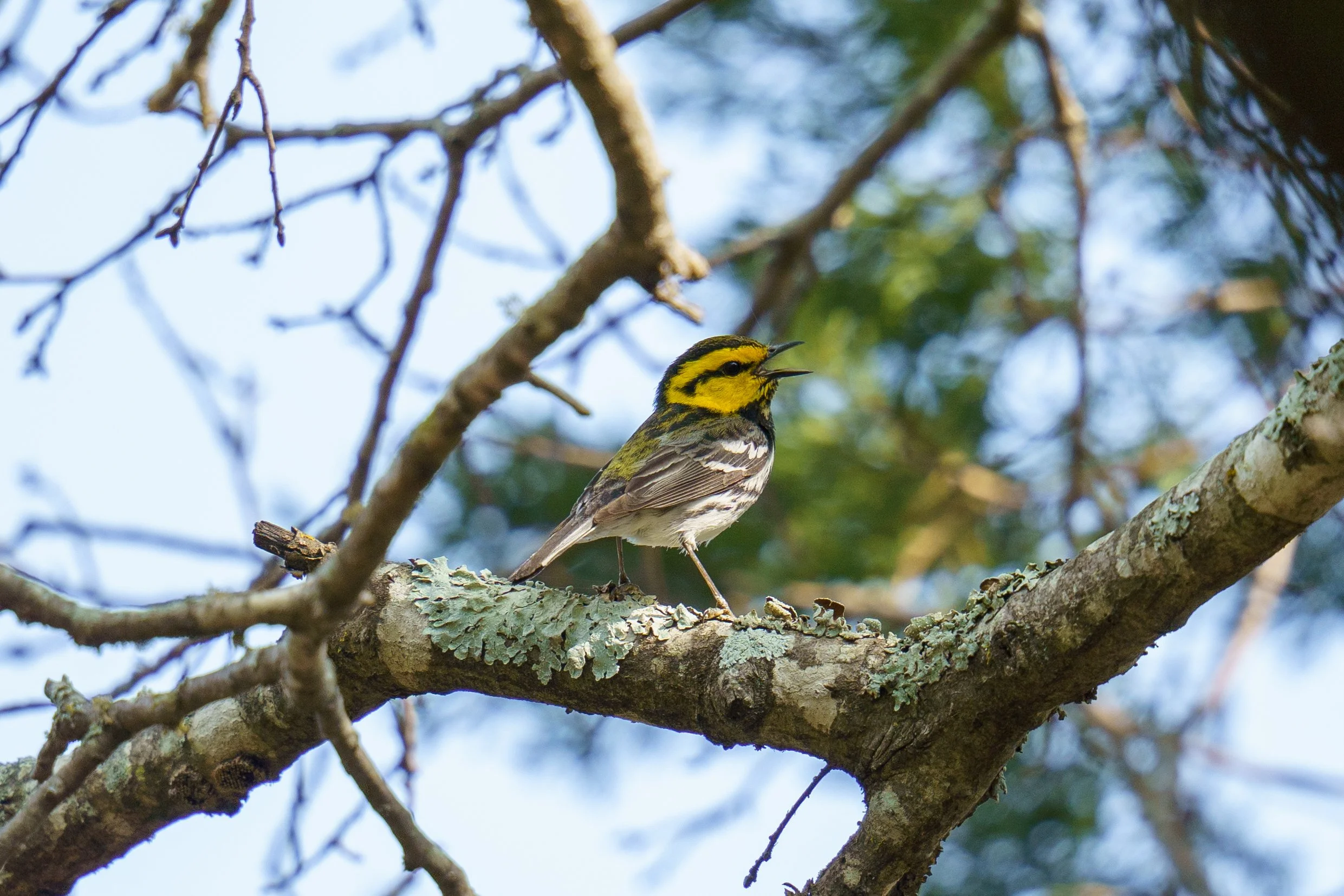A yellow and black songbird perched on a tree branch with its beak open, surrounded by tree limbs and green leaves in the background.