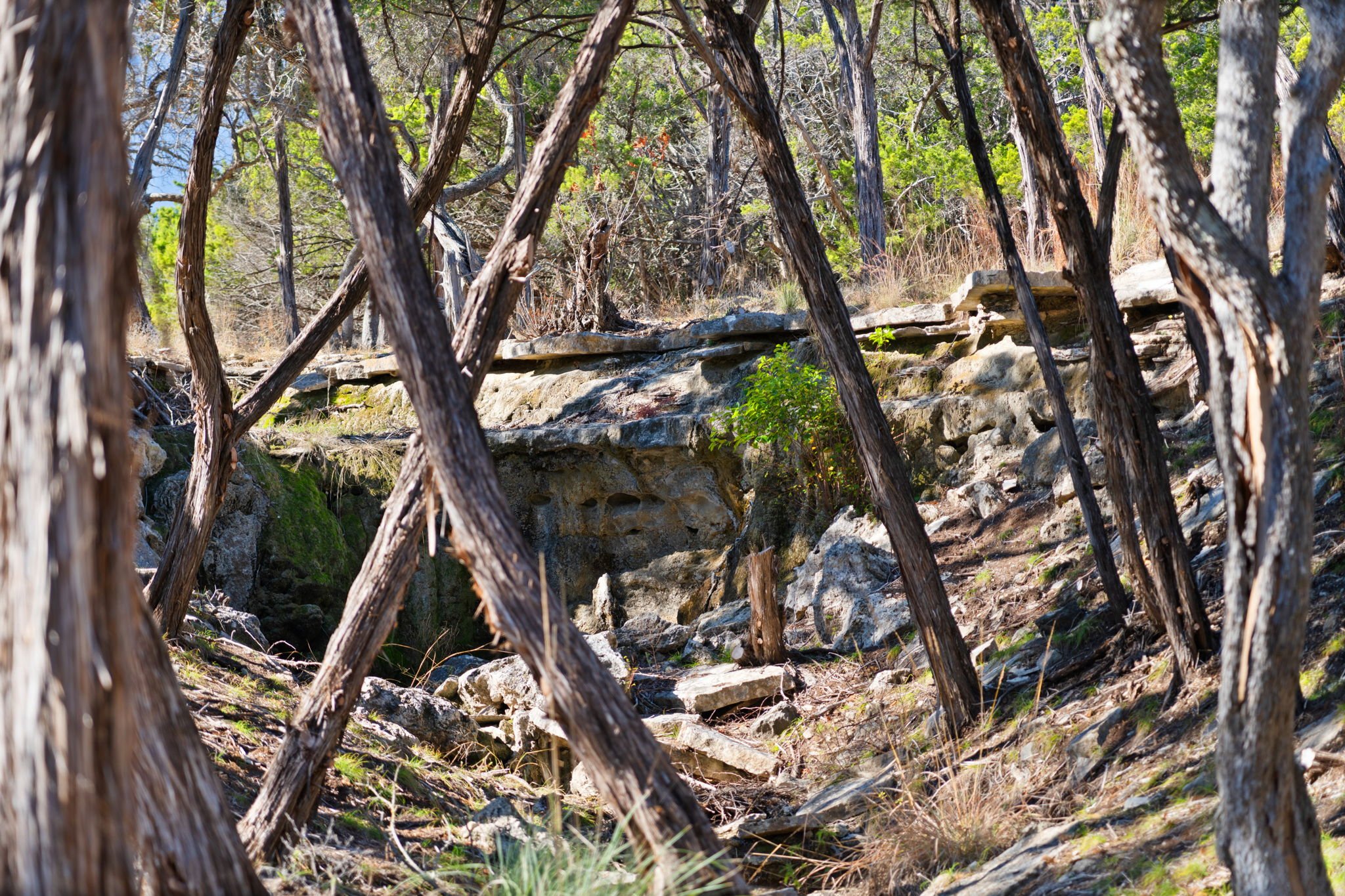 A rugged, rocky creek bed with moss-covered rocks and sparse vegetation, surrounded by thin, leaning trees with rough bark and a few green bushes in the background.