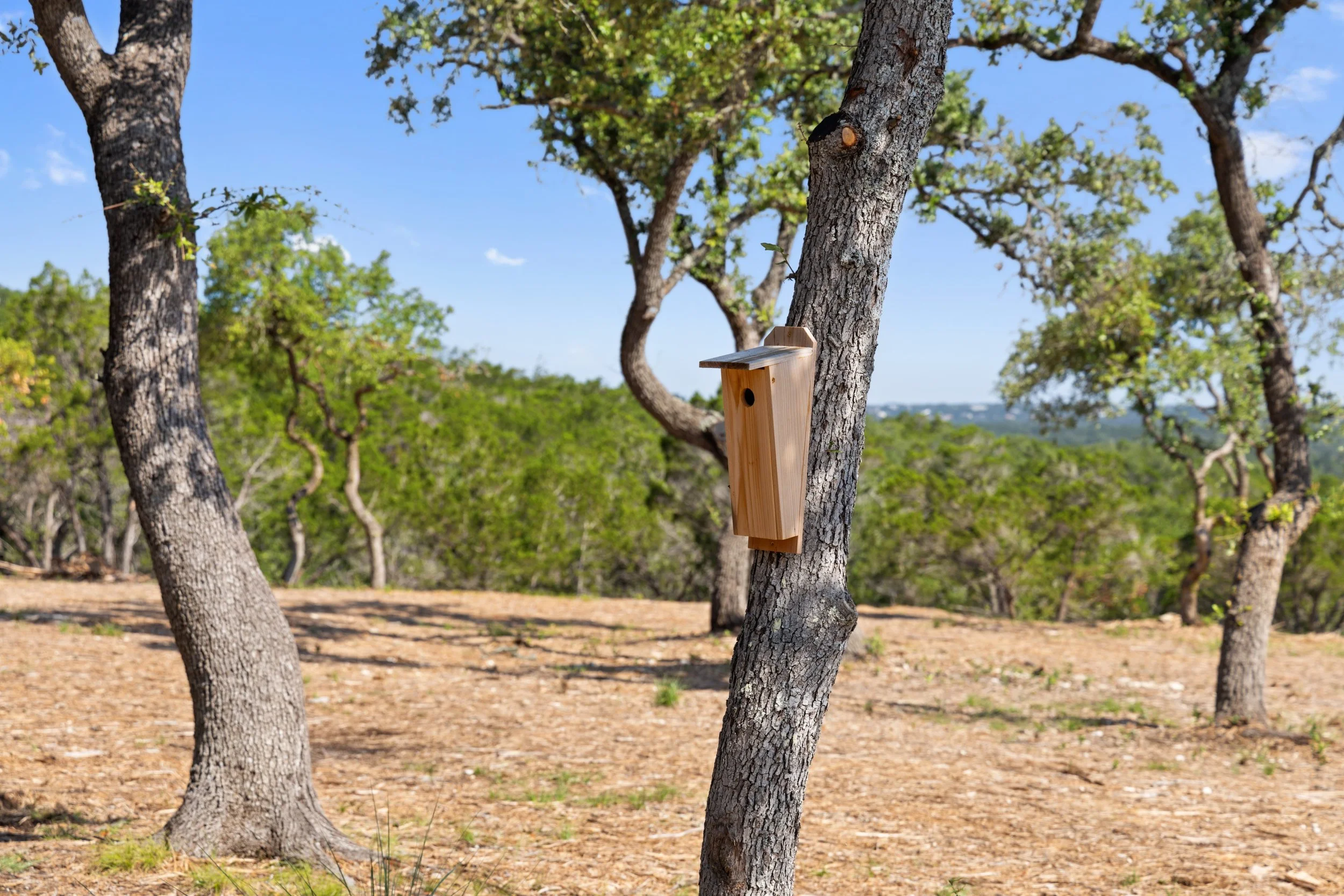 Wooded ranchette homesite with natural tree canopy at RanchesAt Canyon Crossing near Wimberley Texas