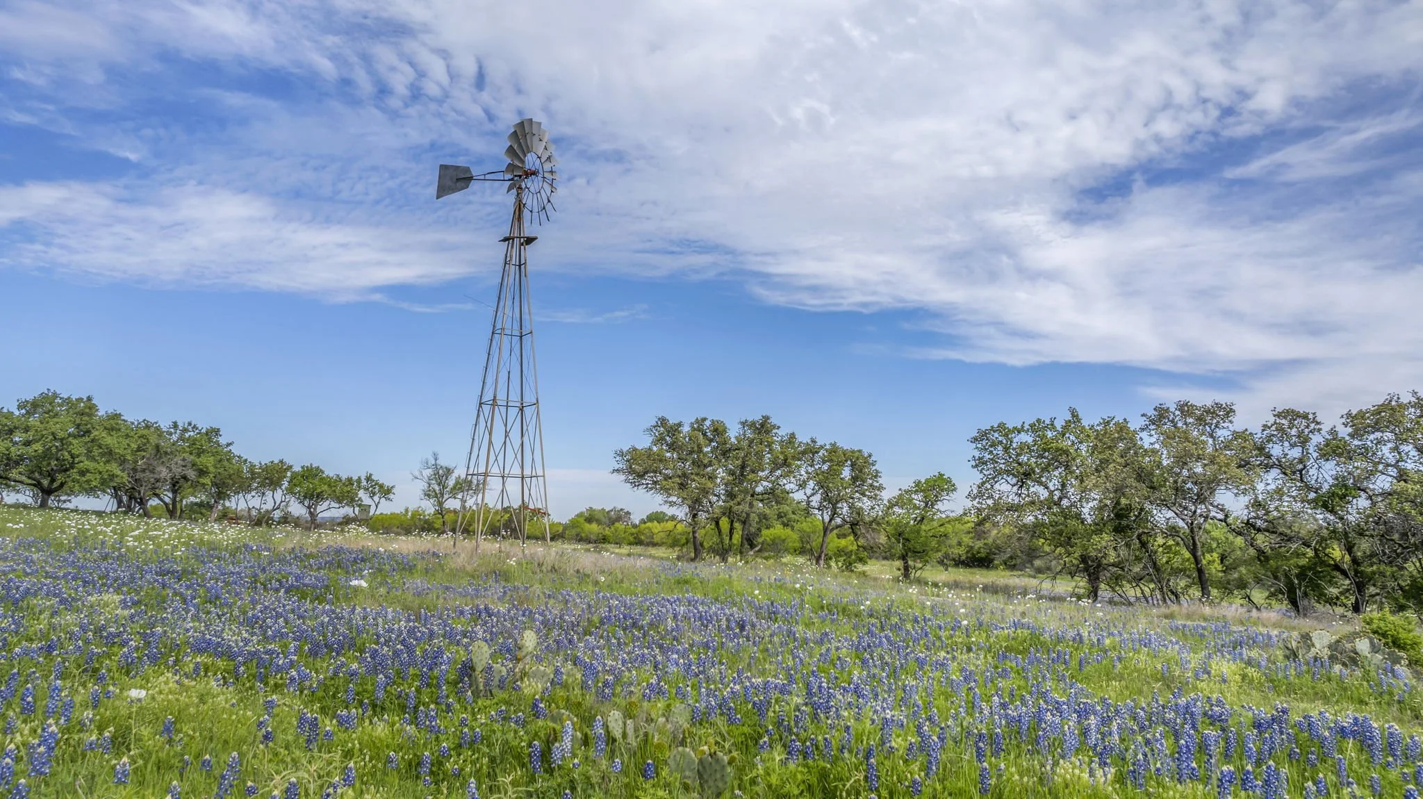 Open field with a windmill, wildflowers, and trees under a partly cloudy blue sky.