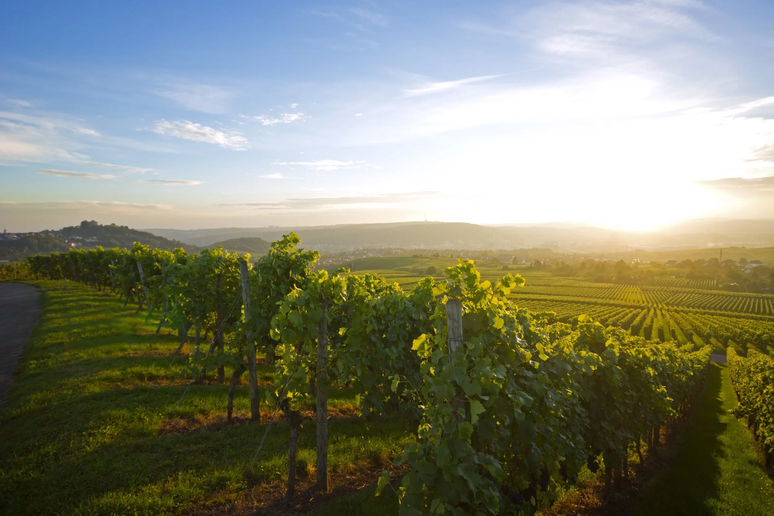 Vineyard with rows of grapevines during sunset, overlooking a rolling landscape with hills and a partly cloudy sky.