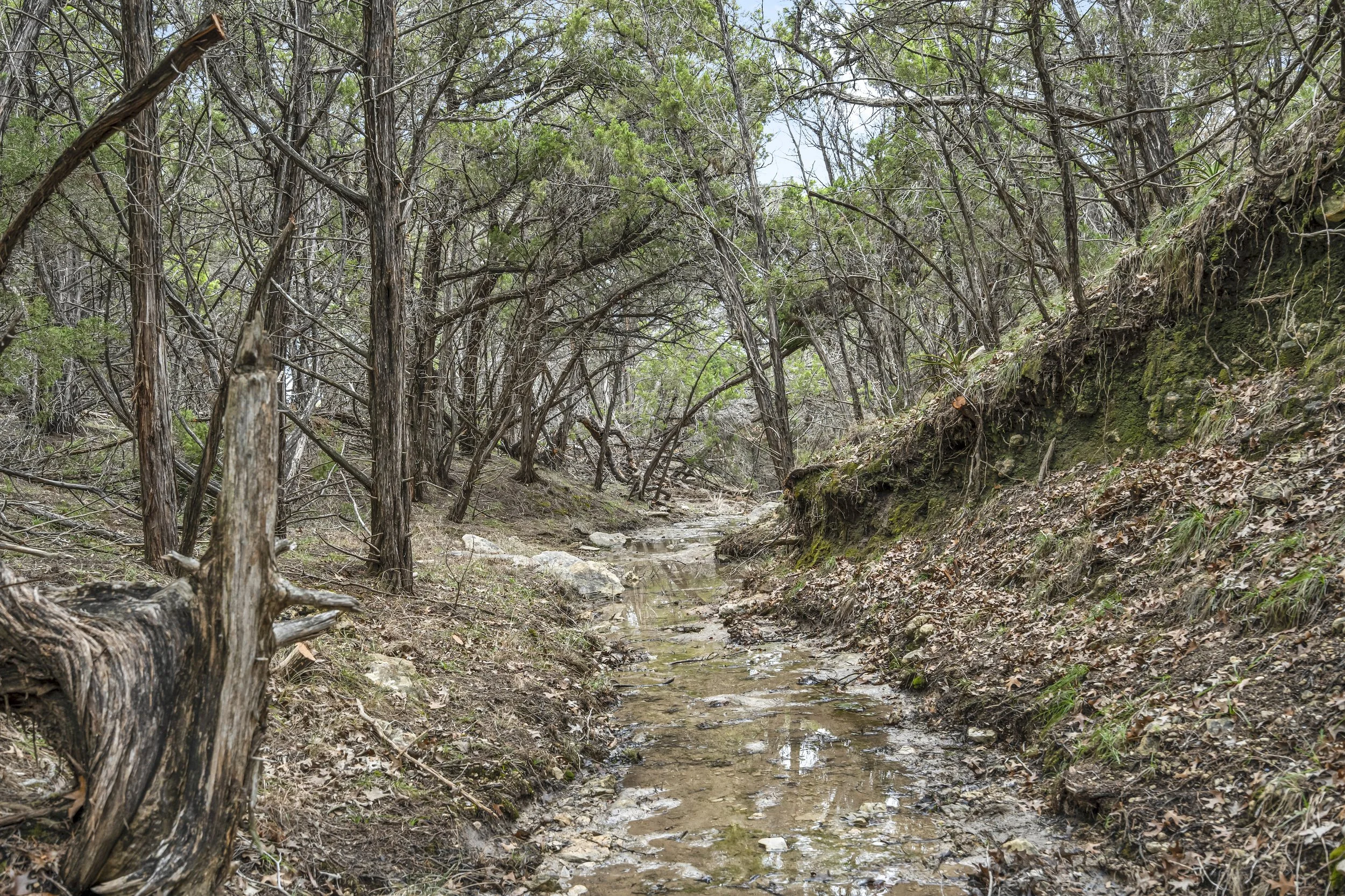 A small, shallow creek flowing through a dense forest with leafless trees and moss-covered soil.