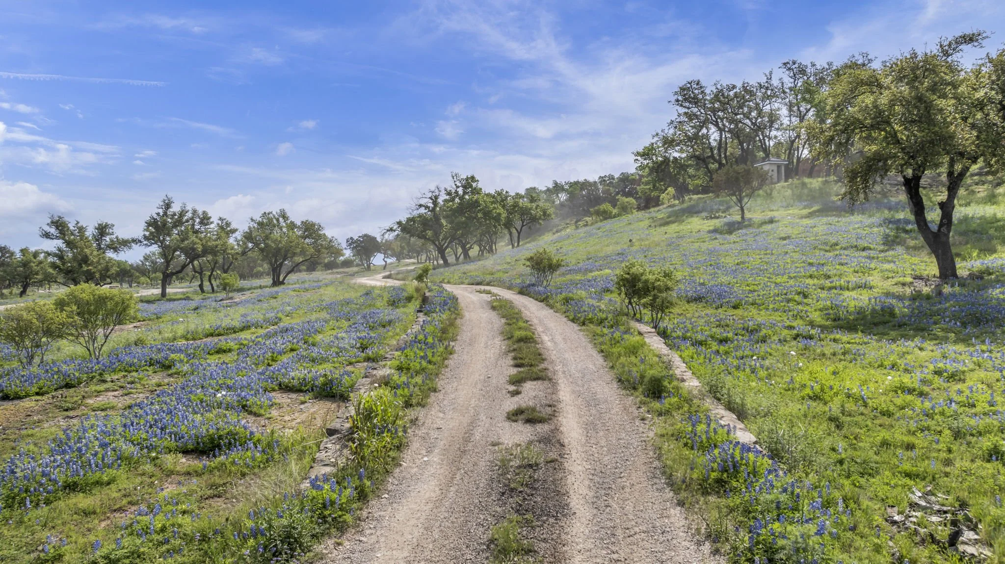 Dirt road winding through a green hillside covered in bluebonnets under a partly cloudy sky.