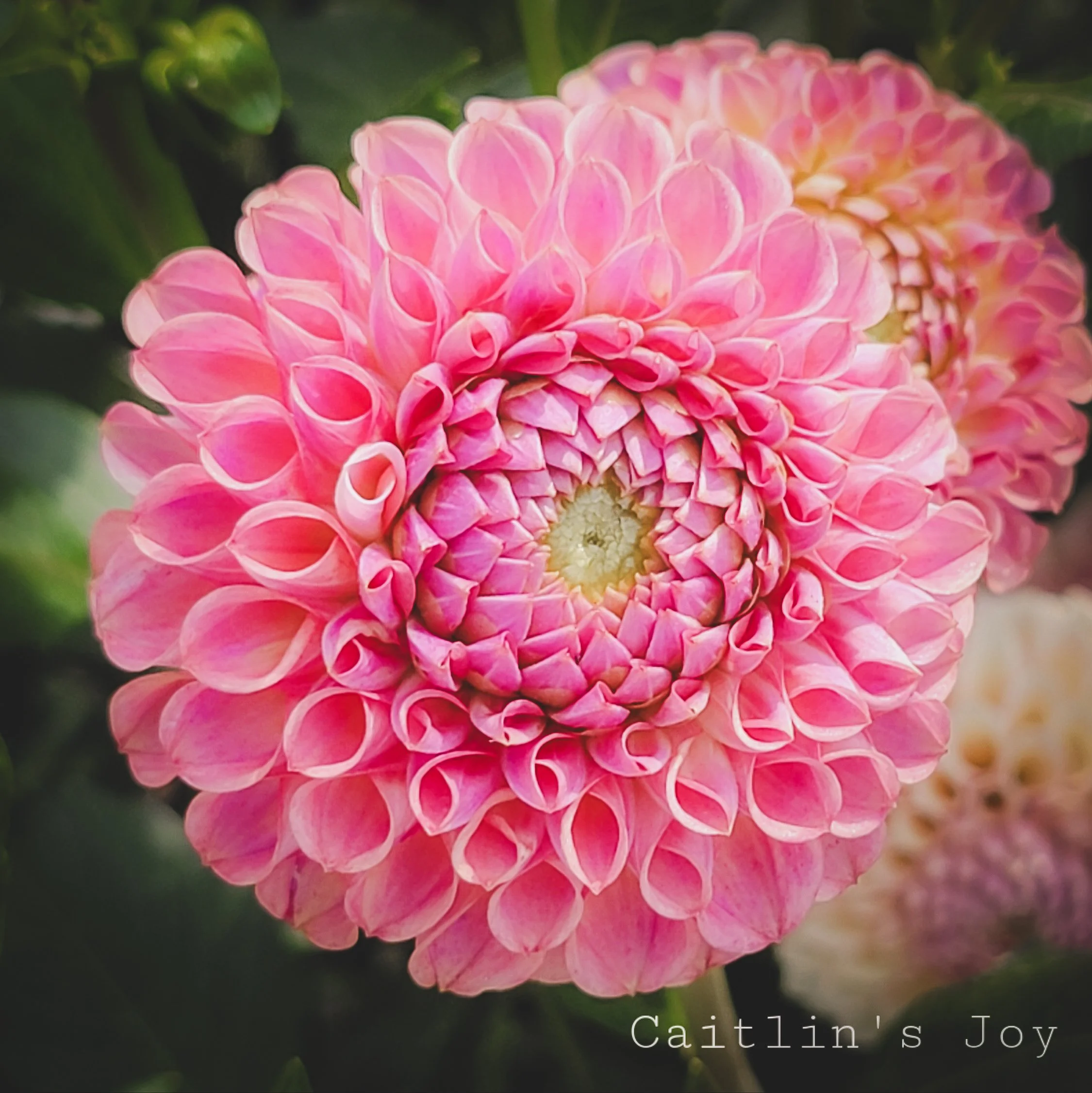 Caitlin's Joy