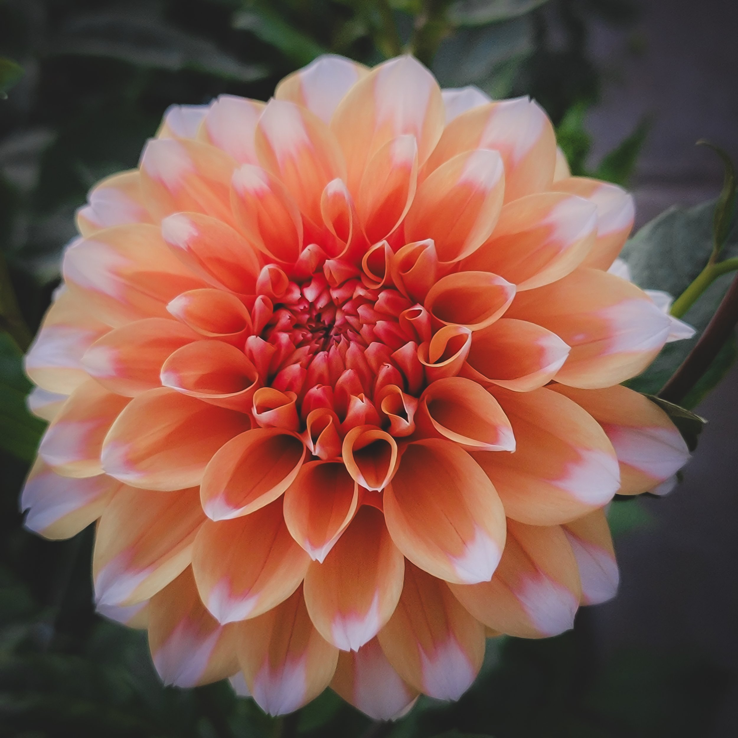 Hollyhill Orange Ice