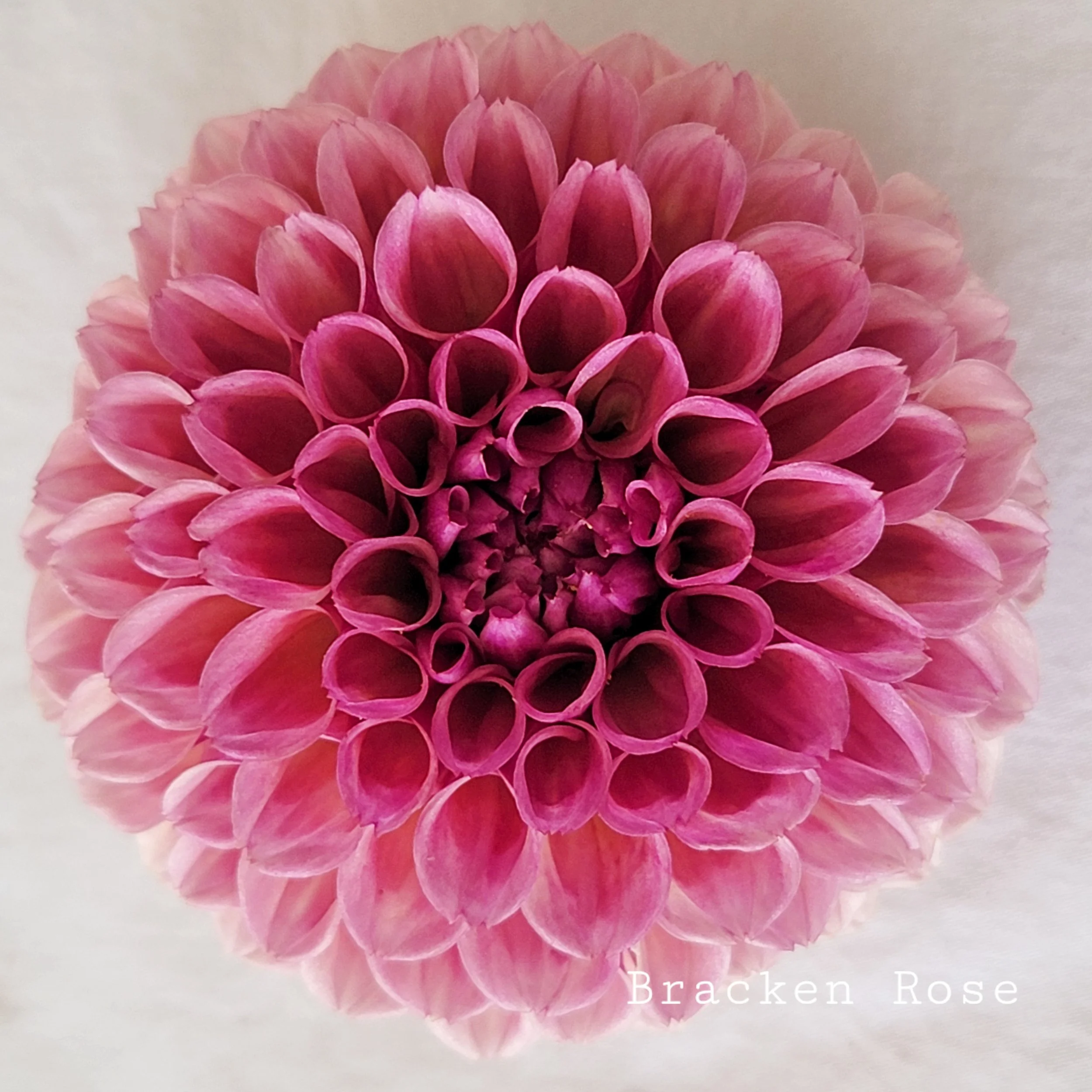 Bracken Rose