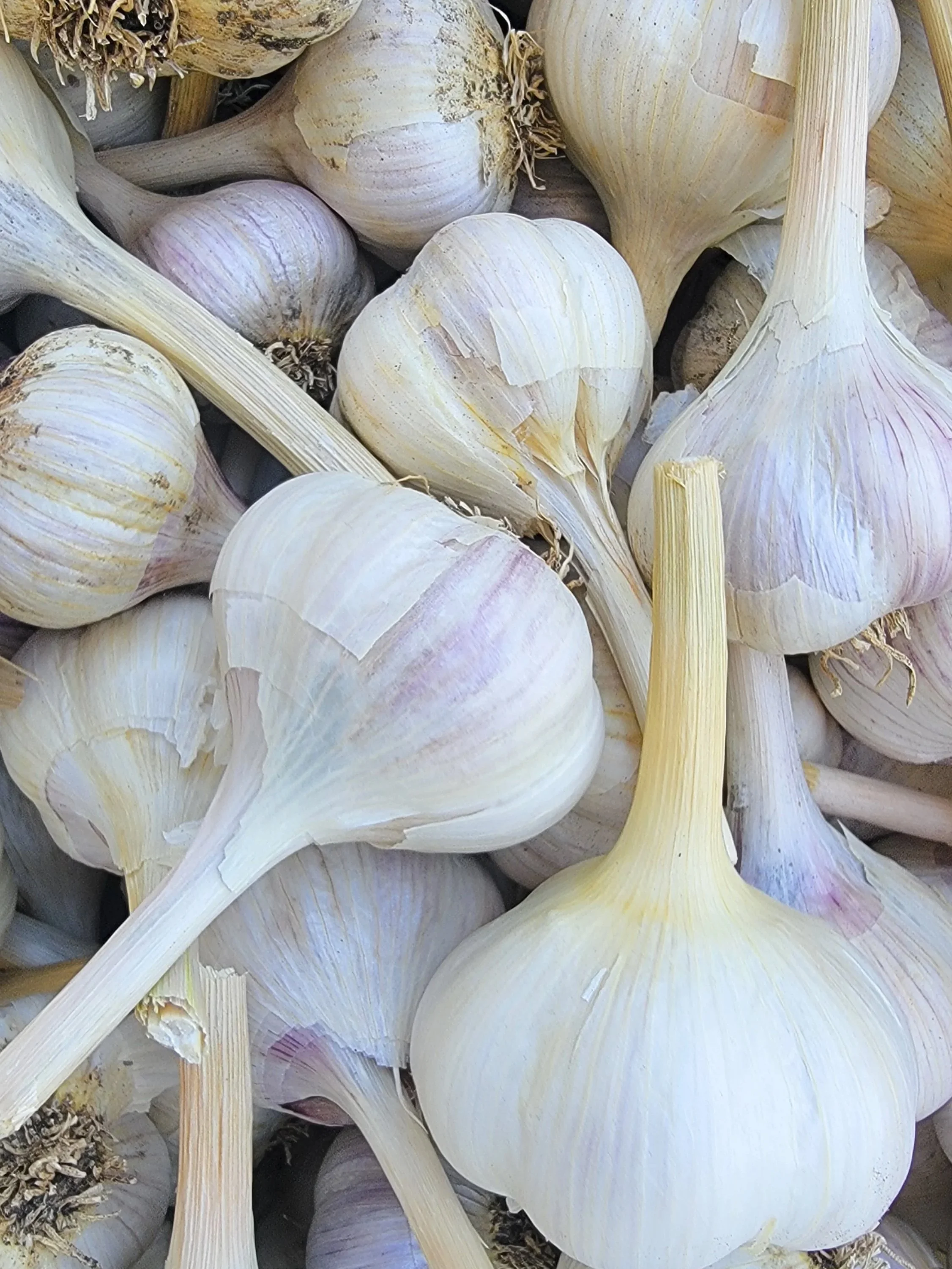 A Simple Garlic Timeline