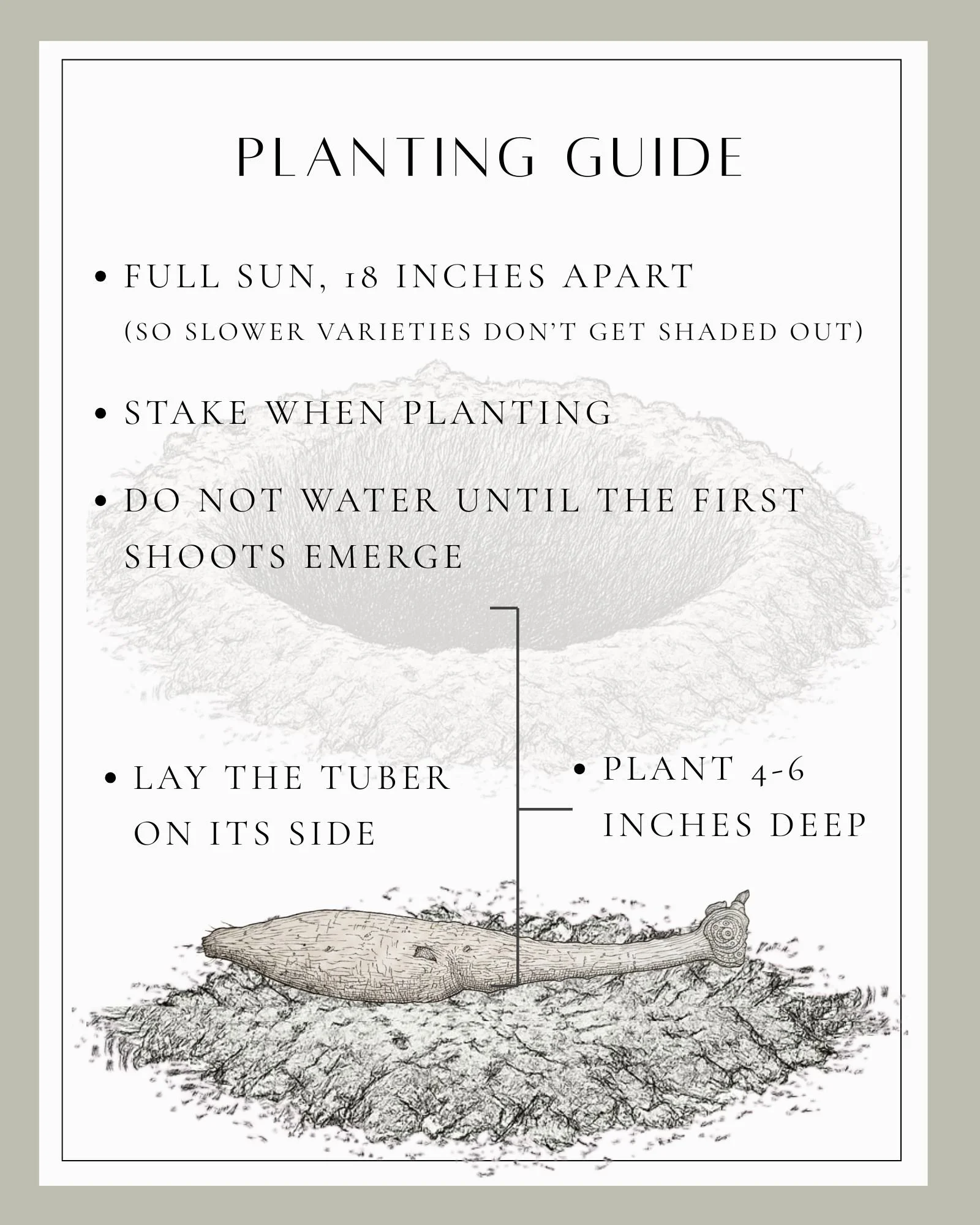 Planting Tubers (8 x 10 in).jpg