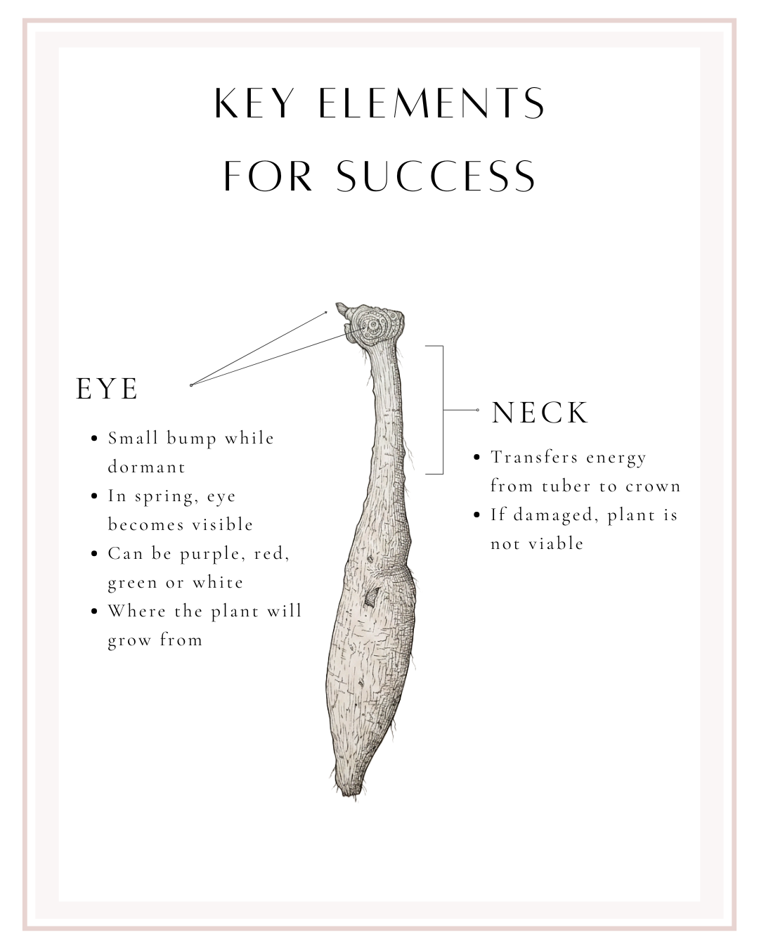 A Guide to Tubers(1).png