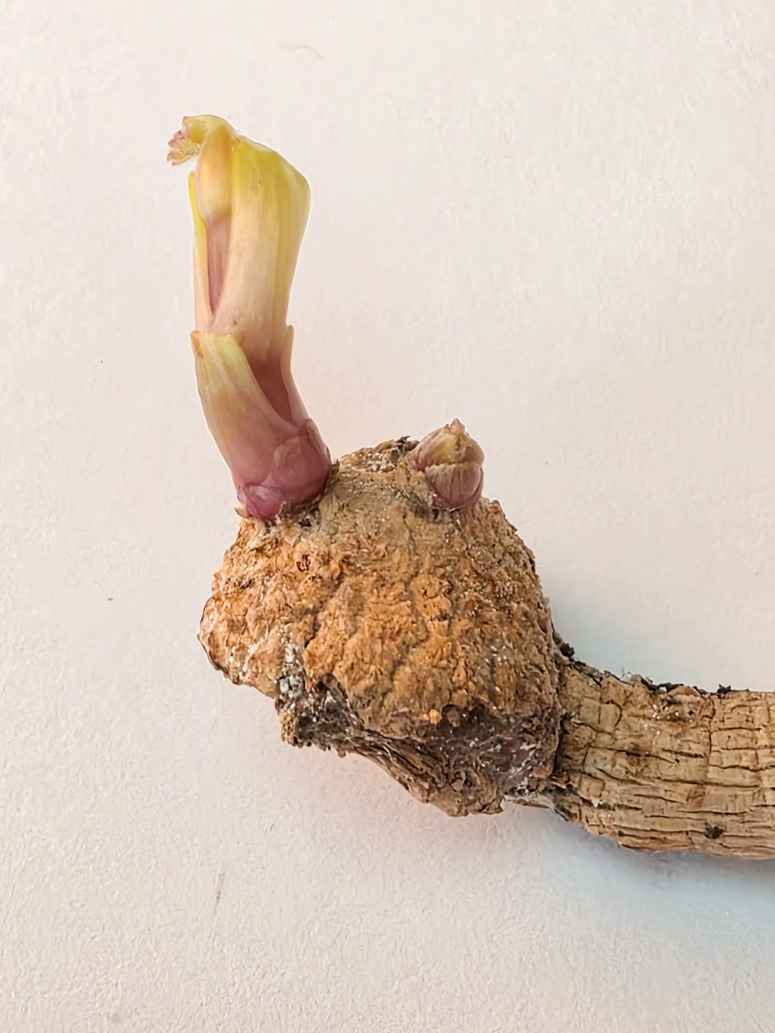 Dahlias: A Guide to Tubers