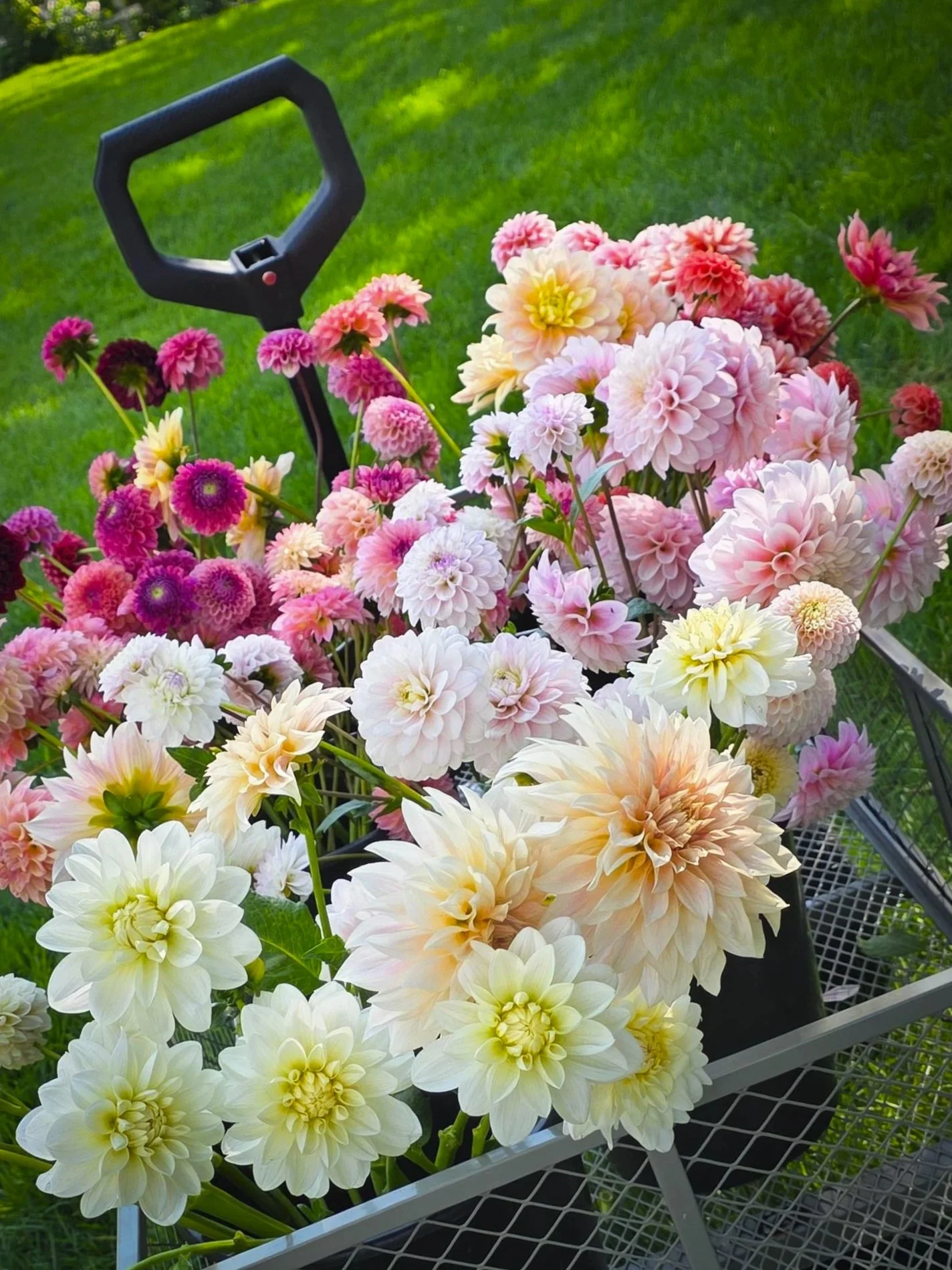 A cart filled with a variety of colorful dahlias, including pink, white, yellow, and purple flowers, with a garden or lawn visible in the background.