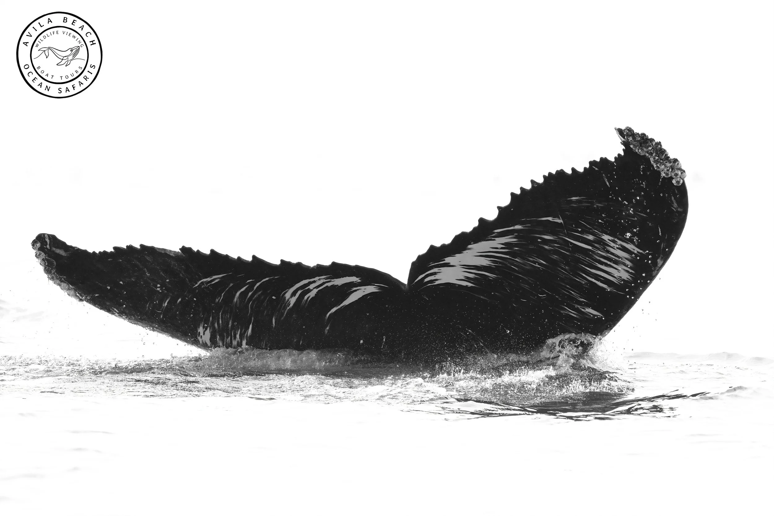 Whale Tail