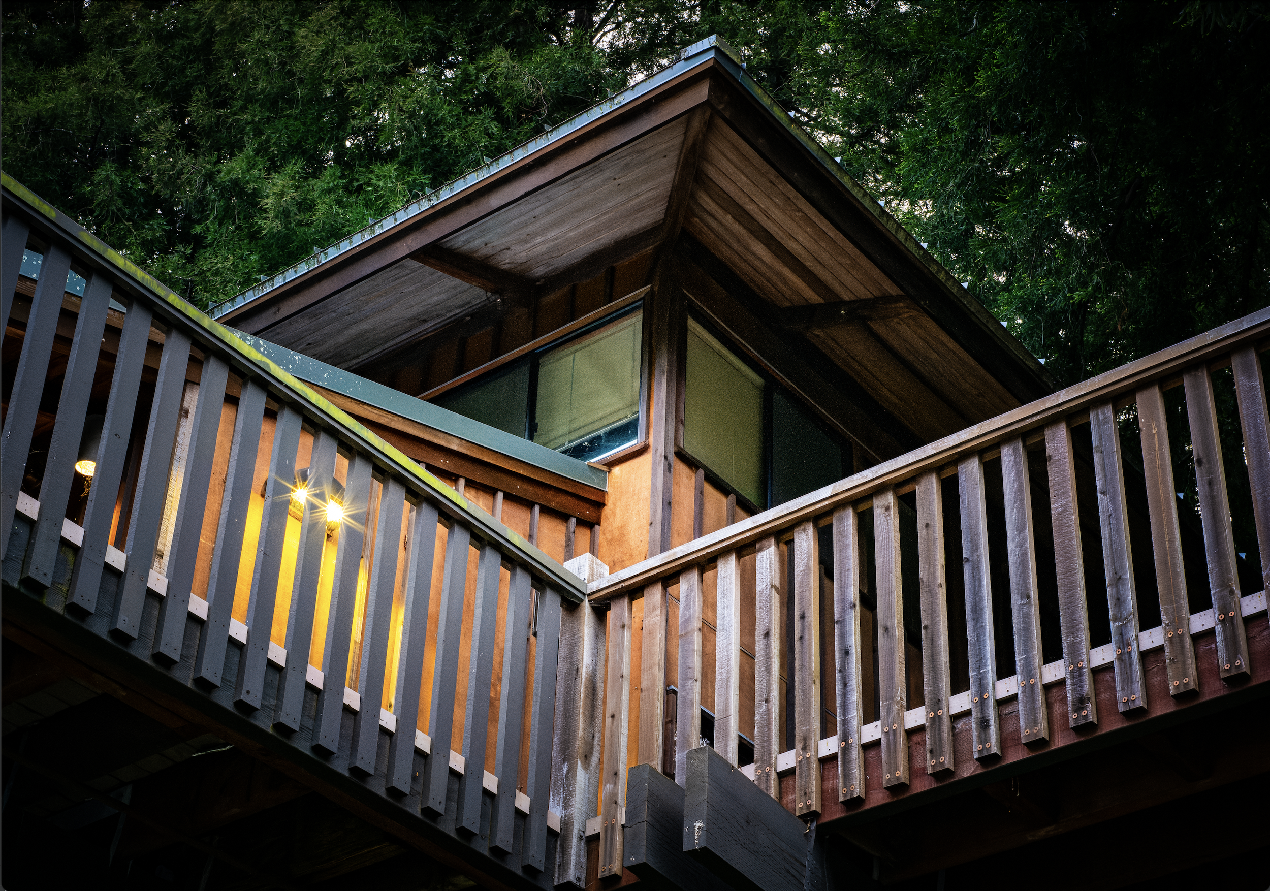 Where the Forest Meets the Light