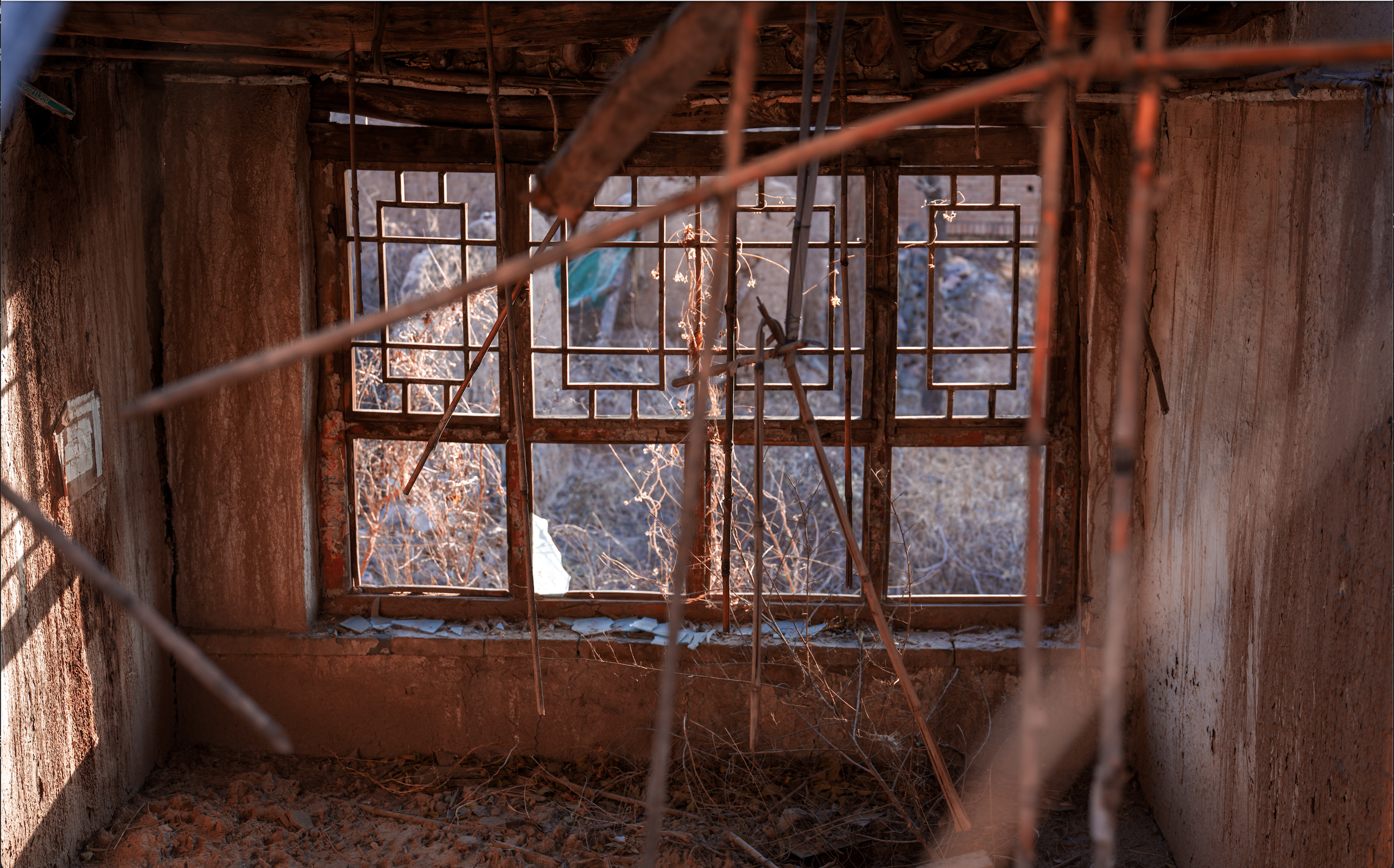 Branches Learned the Shape of a Window