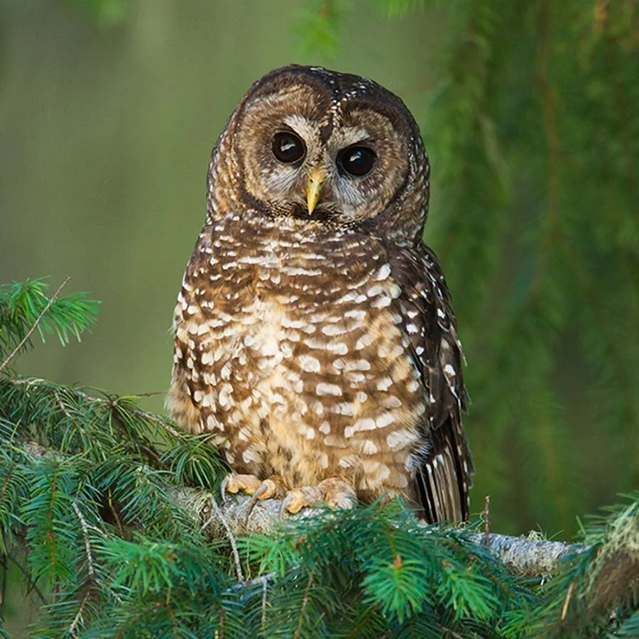 A Spotted owl sitting on a green pine branch.