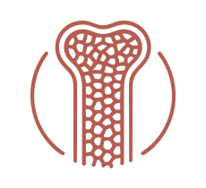 Illustration of a bone