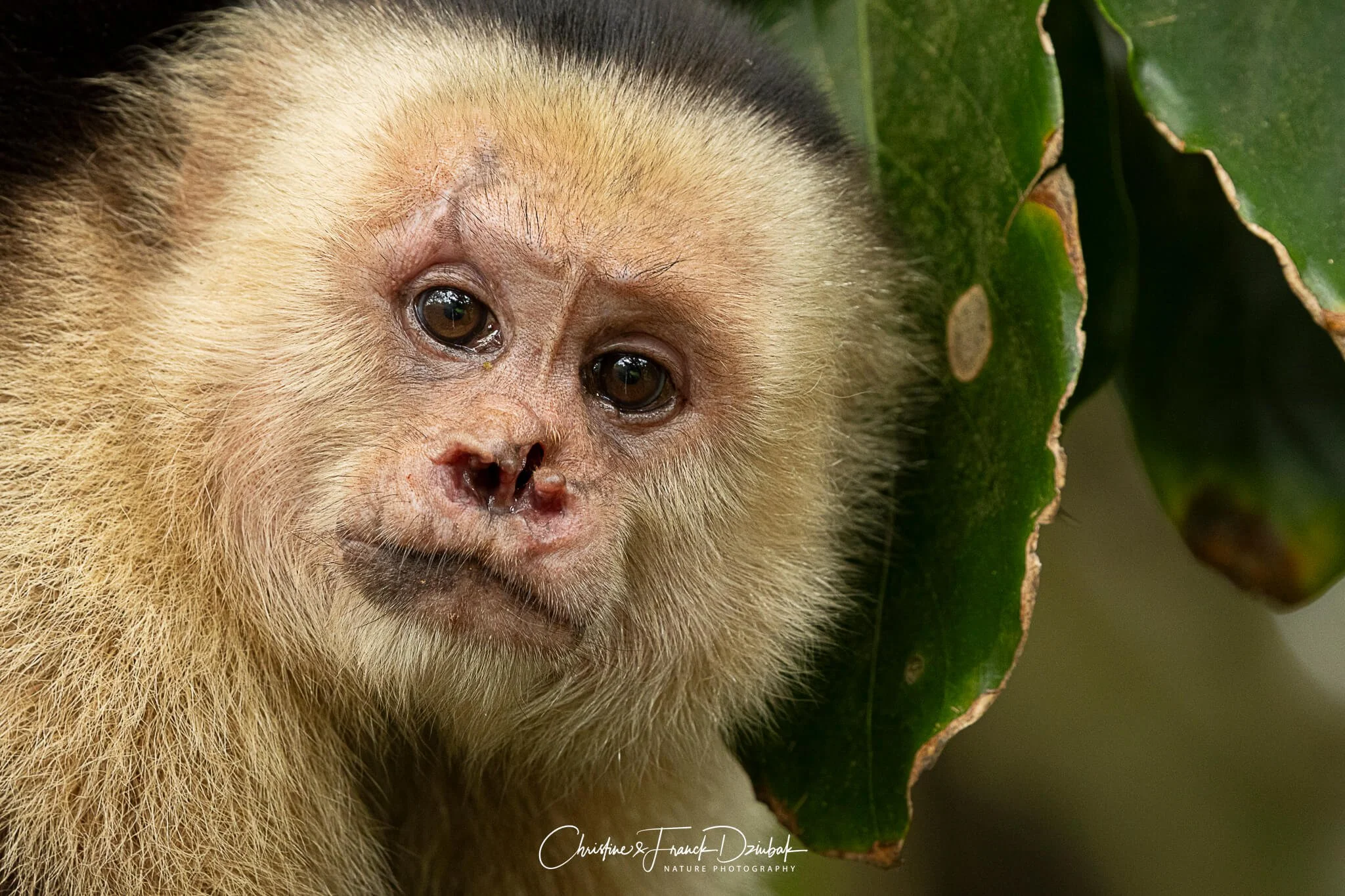 White-faced Capuchin Monkey | Mono carablanca | Singe capucin à face blanche | Cebus capucinus