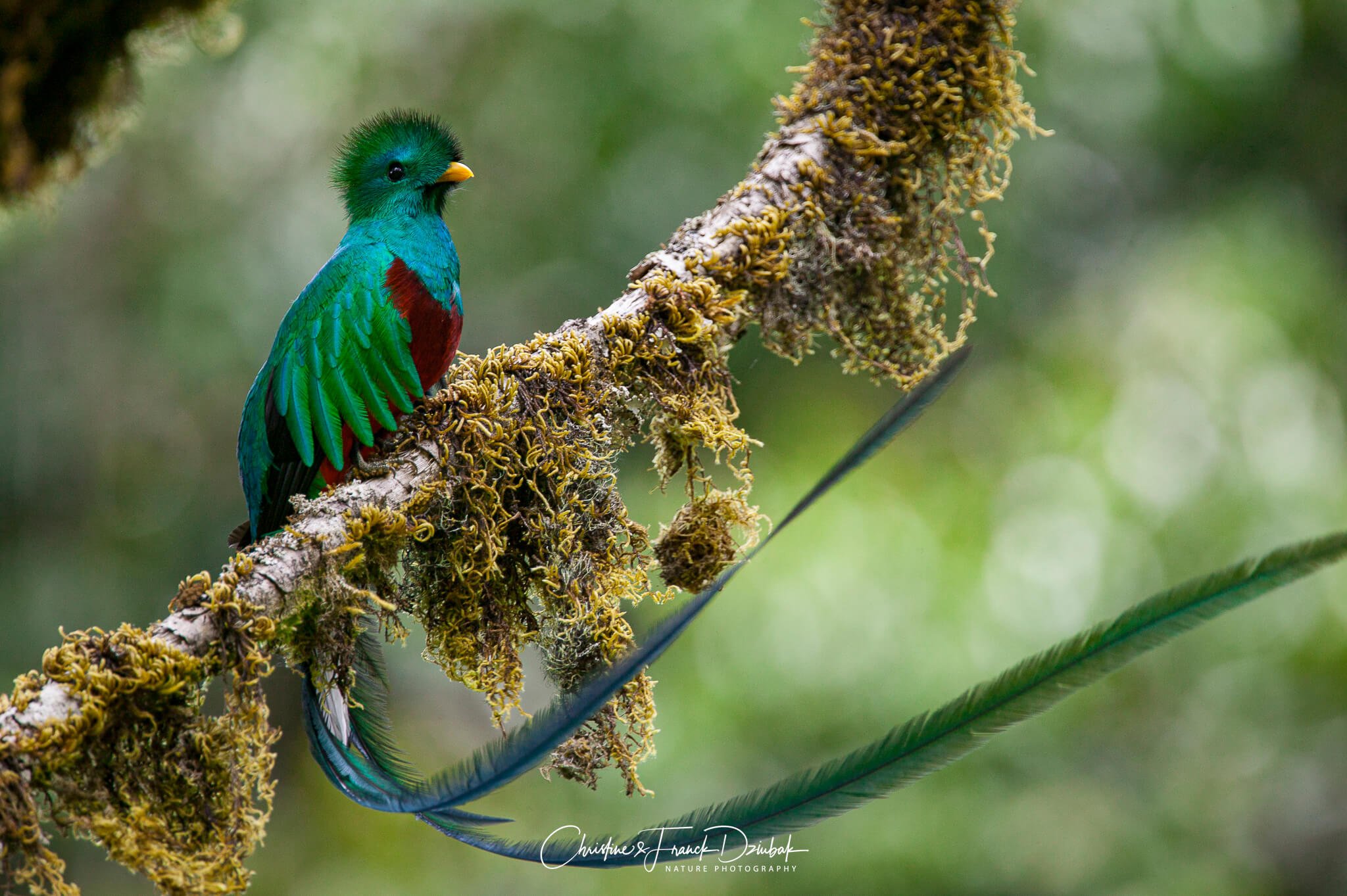 Resplendent Quetzal | Quetzal resplandeciente | Quetzal resplendissant | Pharomachrus mocinno