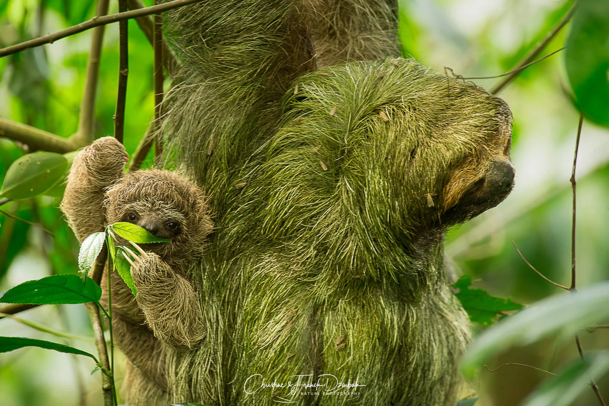Three-toed Sloth | Perezoso de tres dedos | Paresseux à trois doigts | Bradypus variegatus