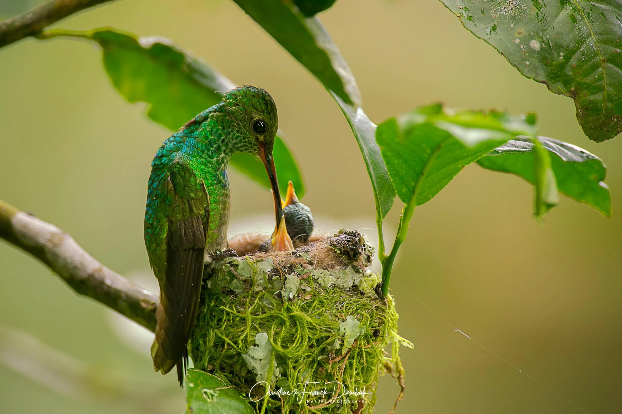 Bronze-tailed Plumeleteer | Colibrí colibrí bronceado | Colibri à queue bronzée | Chalybura urochrysia
