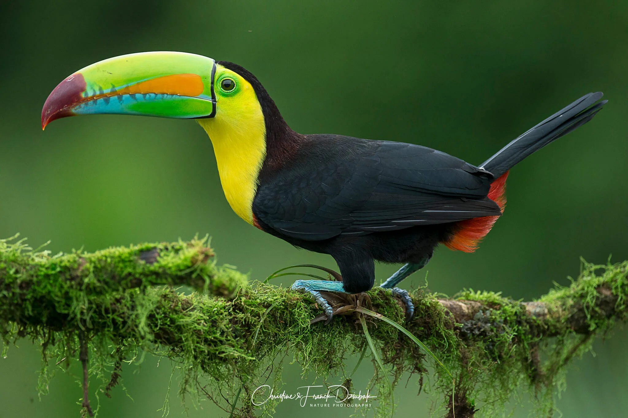 Keel-billed Toucan | Tucán pico iris | Toucan à carène | Ramphastos sulfuratus