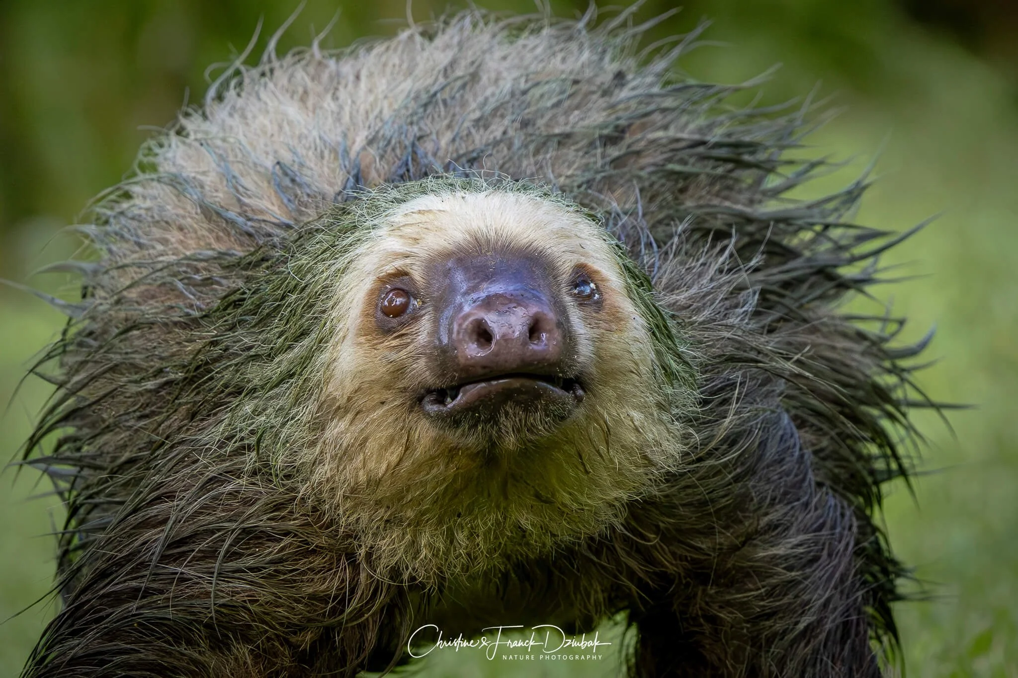 Two-toed Sloth | Perezoso de dos dedos | Paresseux à deux doigts | Choloepus hoffmanni