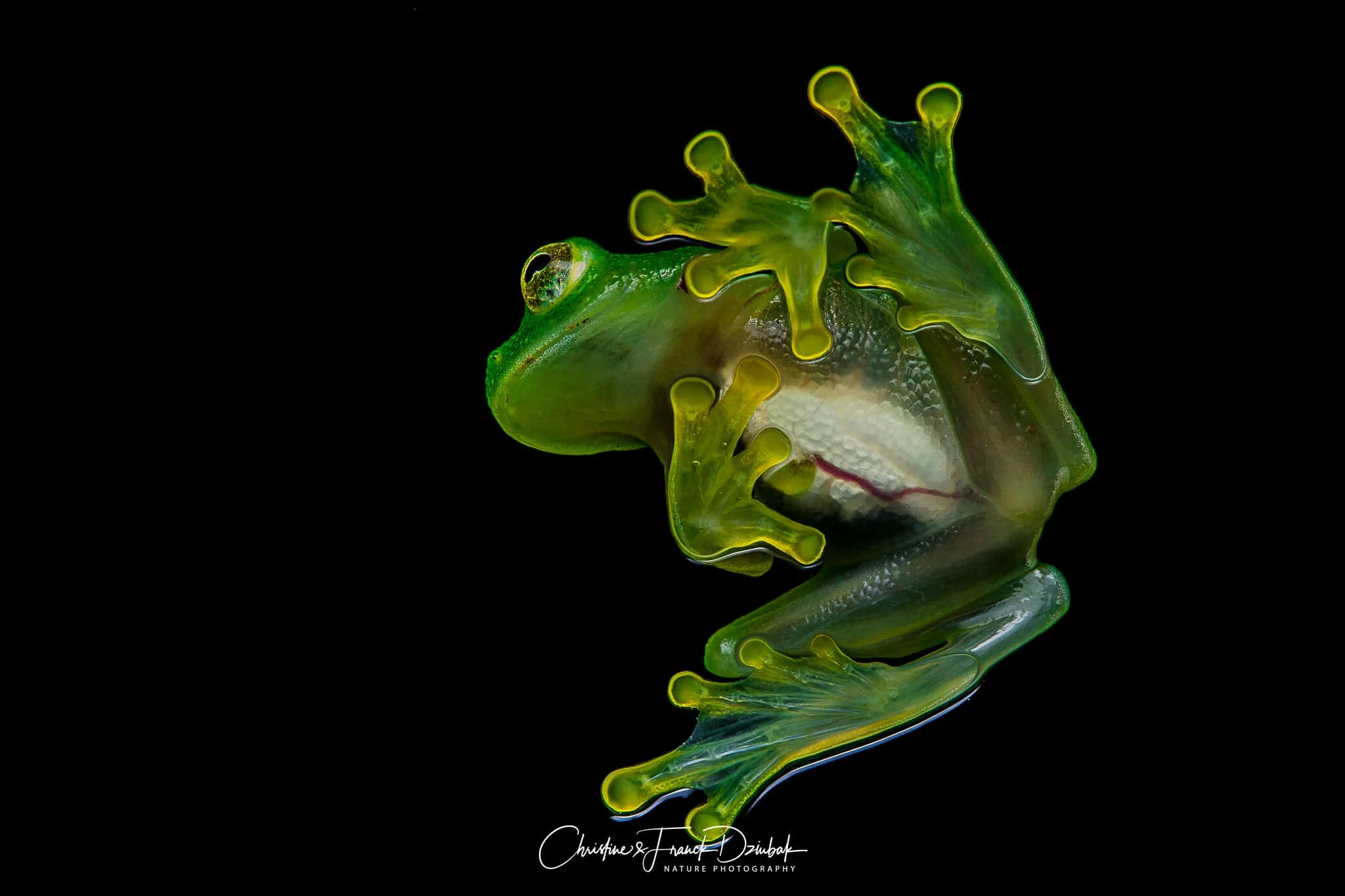 Costa Rican Yellow-eyed Frog | Rana de ojos amarillos | Rainette aux yeux jaunes | Sachatamia ilex