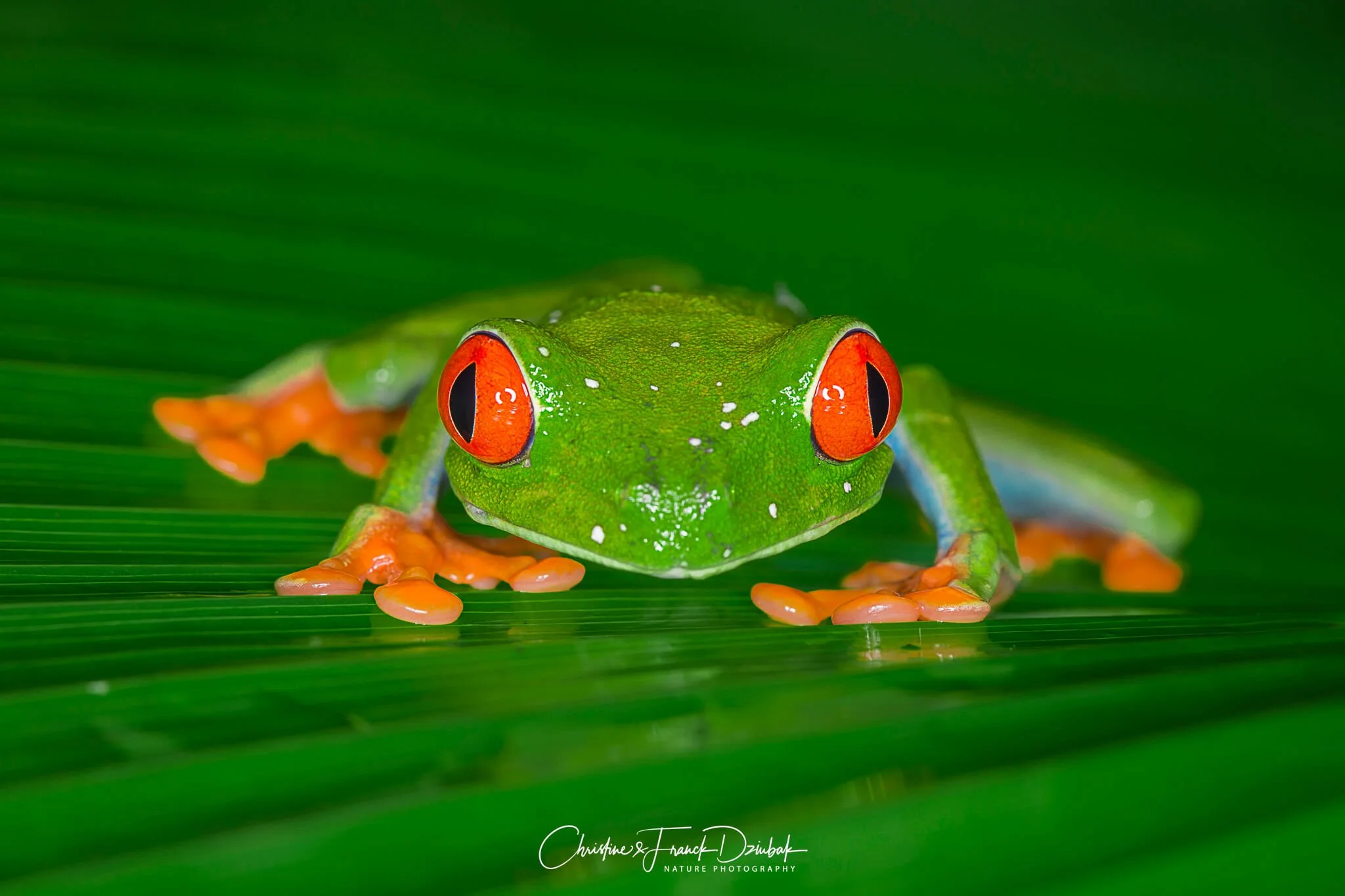 Red-eyed Tree Frog | Rana de ojos rojos | Rainette verte aux yeux rouges | Agalychnis callidryas