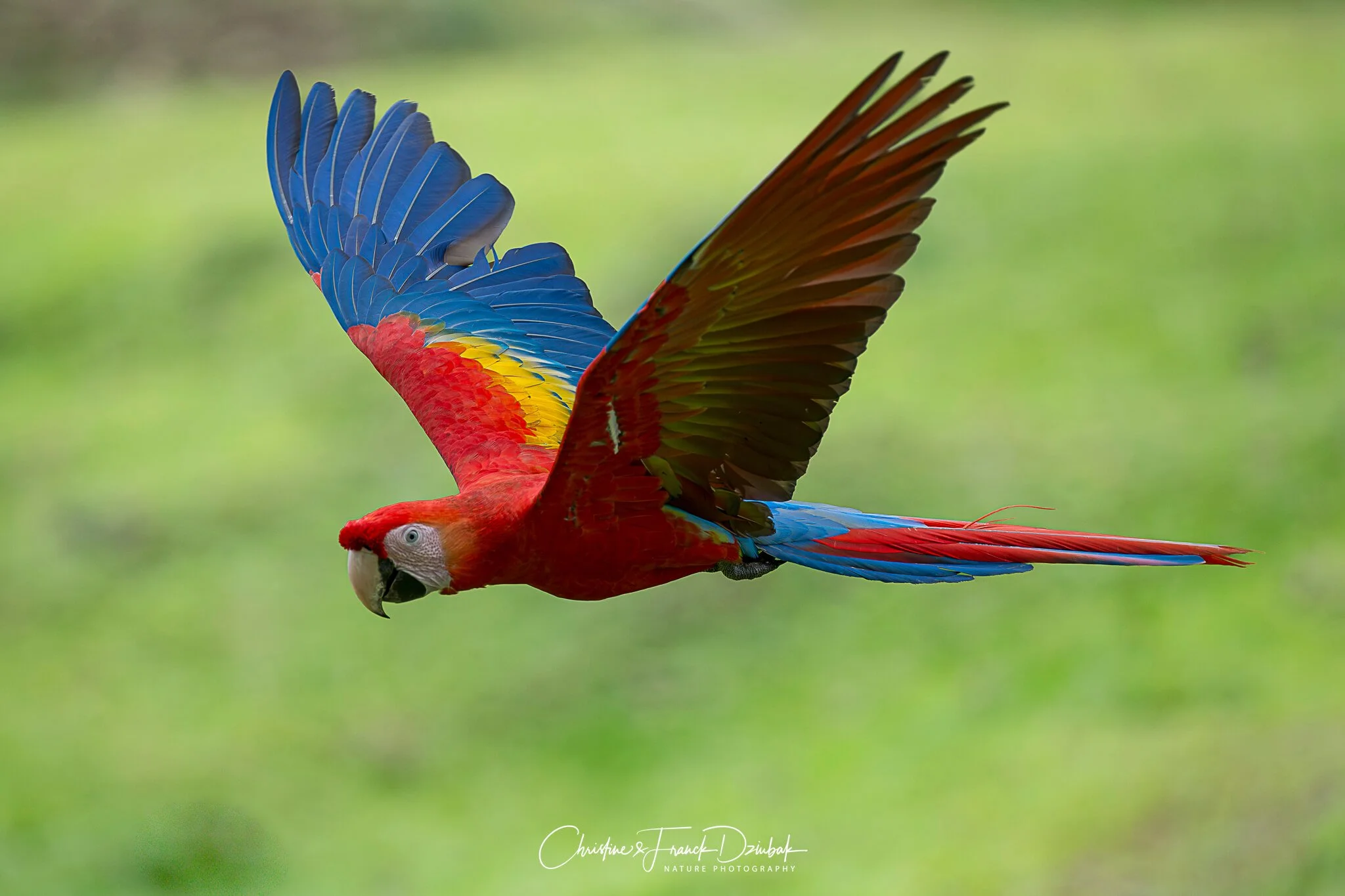 Scarlet Macaw | Lapa roja | Ara macao | Ara macao