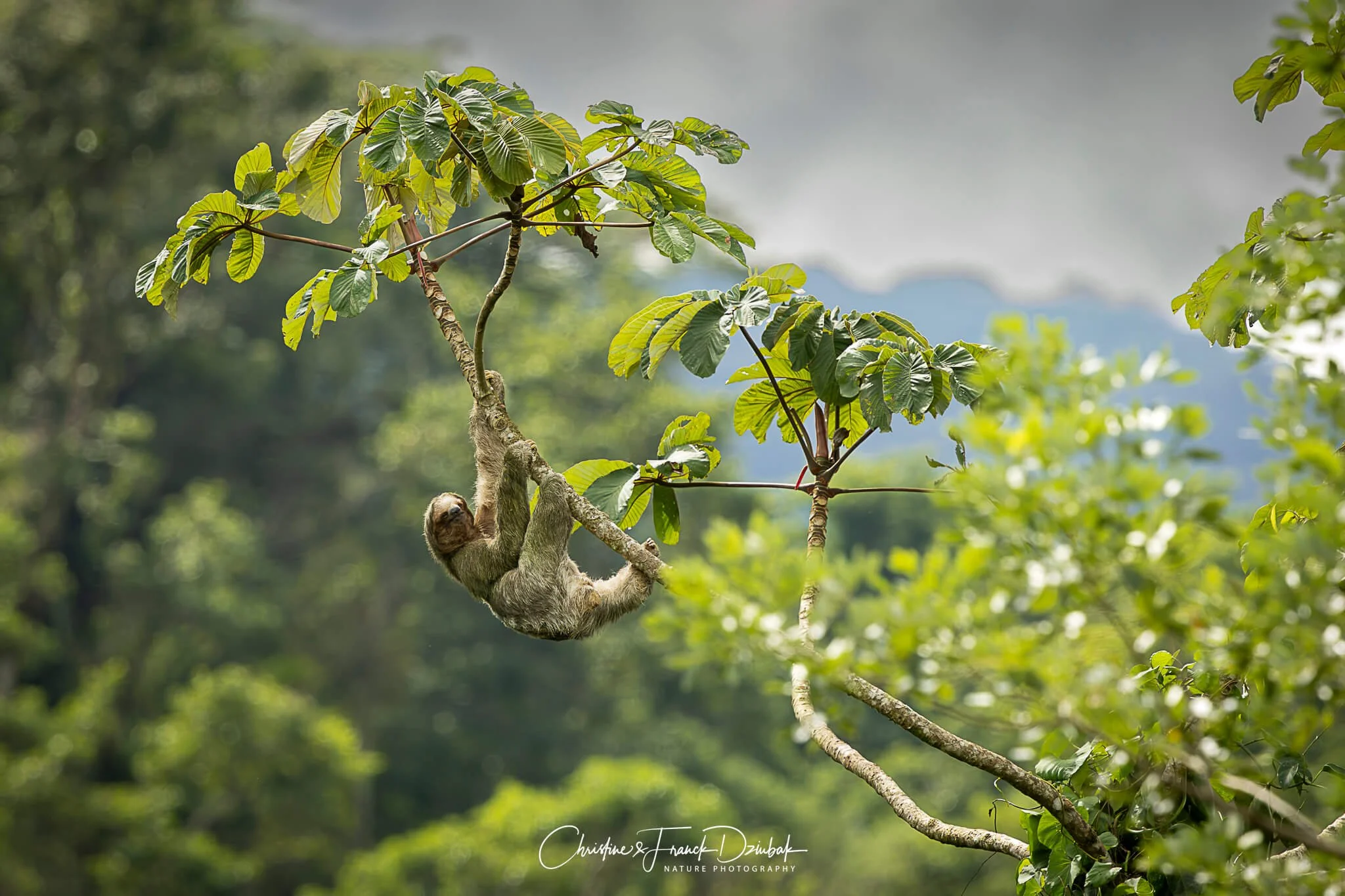 Three-toed Sloth | Perezoso de tres dedos | Paresseux à trois doigts | Bradypus variegatus