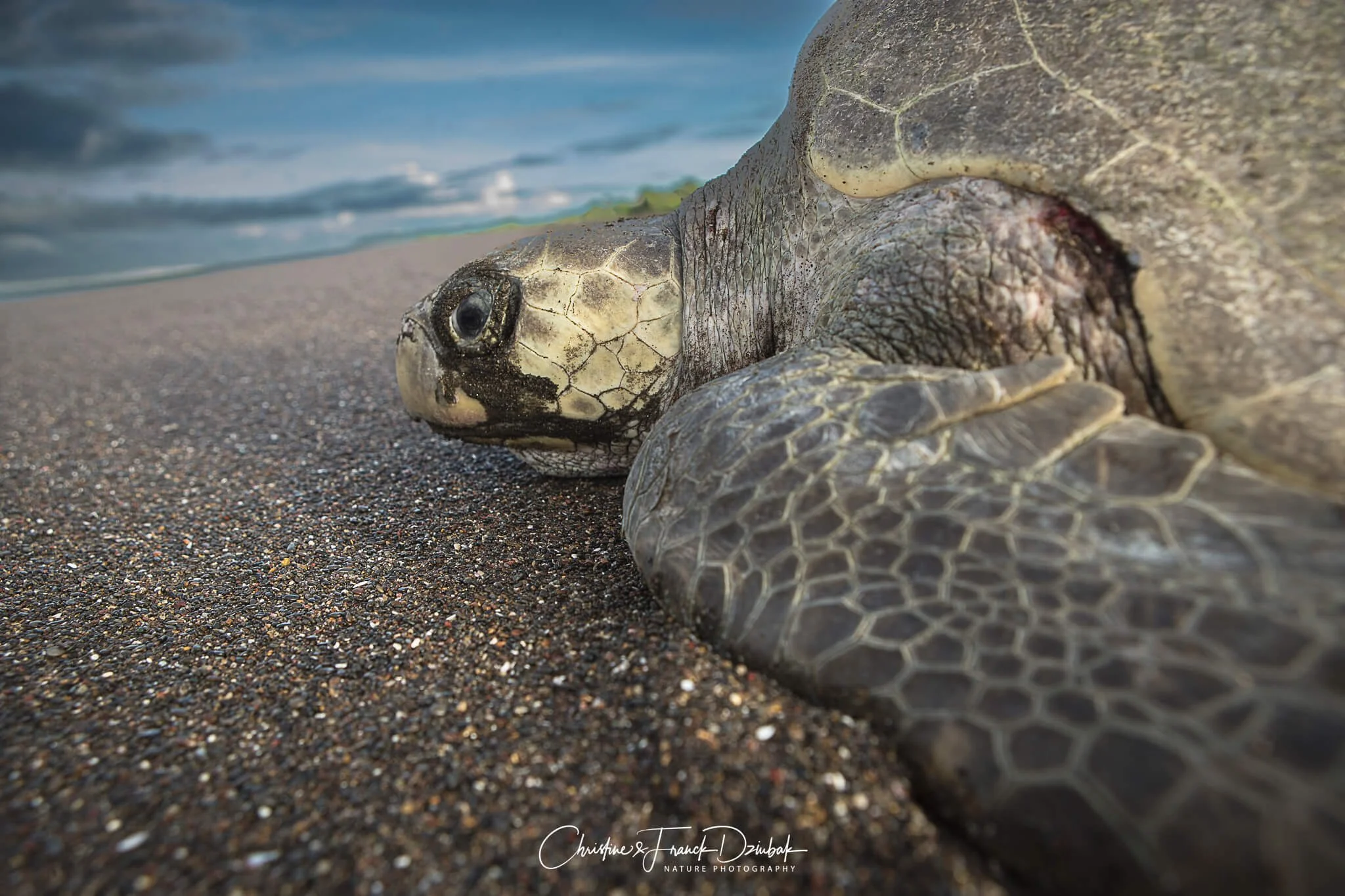 Green Sea Turtle | Tortuga verde | Tortue verte | Chelonia mydas