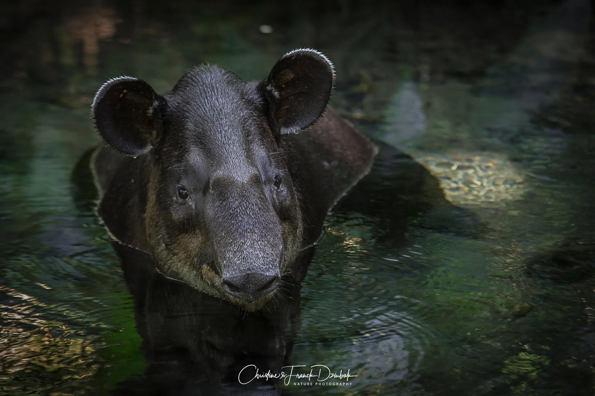 Baird’s Tapir | Danta | Tapir de Baird | Tapirus bairdii