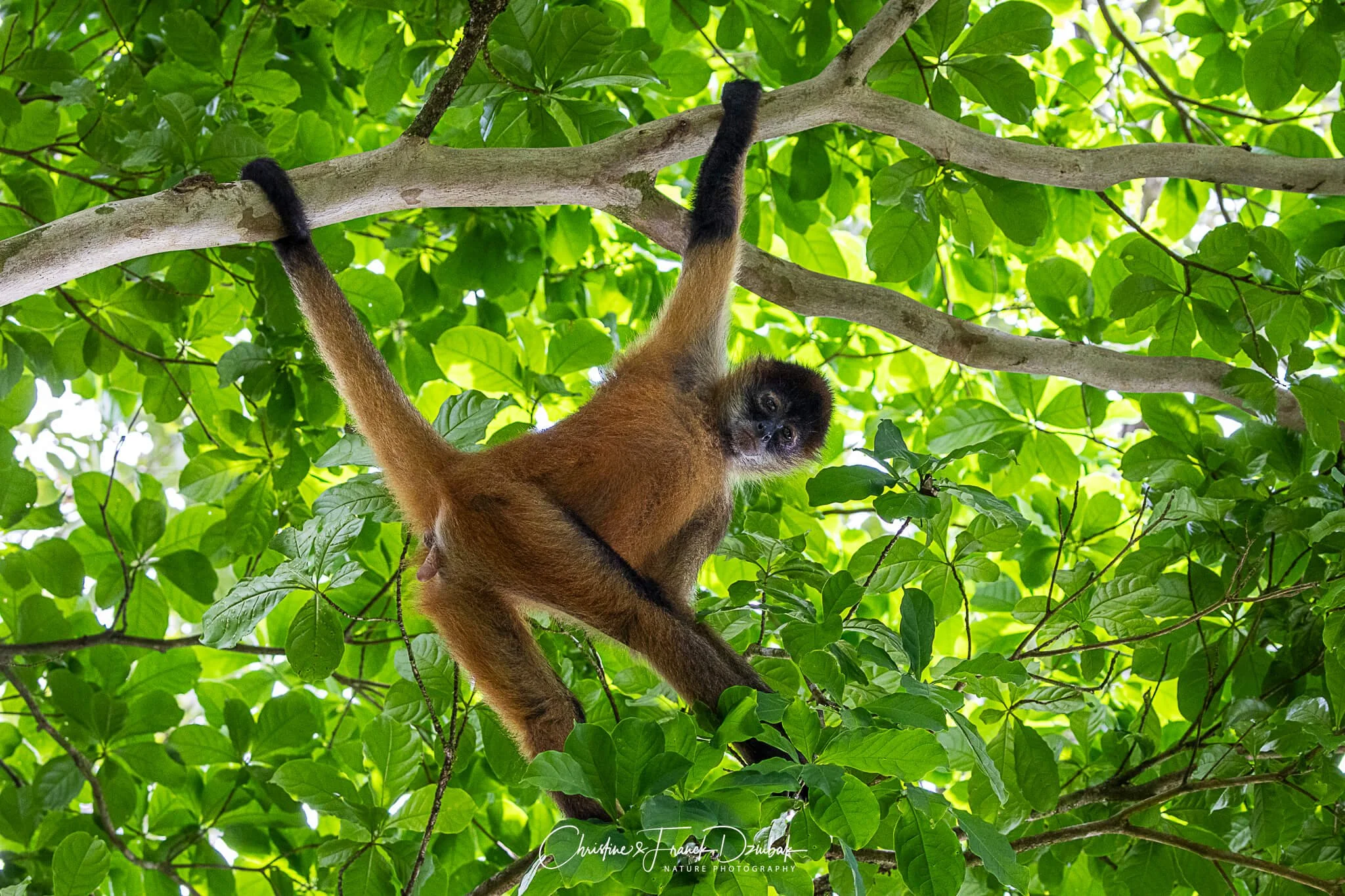 Geoffroy’s Spider Monkey | Mono araña (centroamericano) | Singe araignée | Ateles geoffroyi