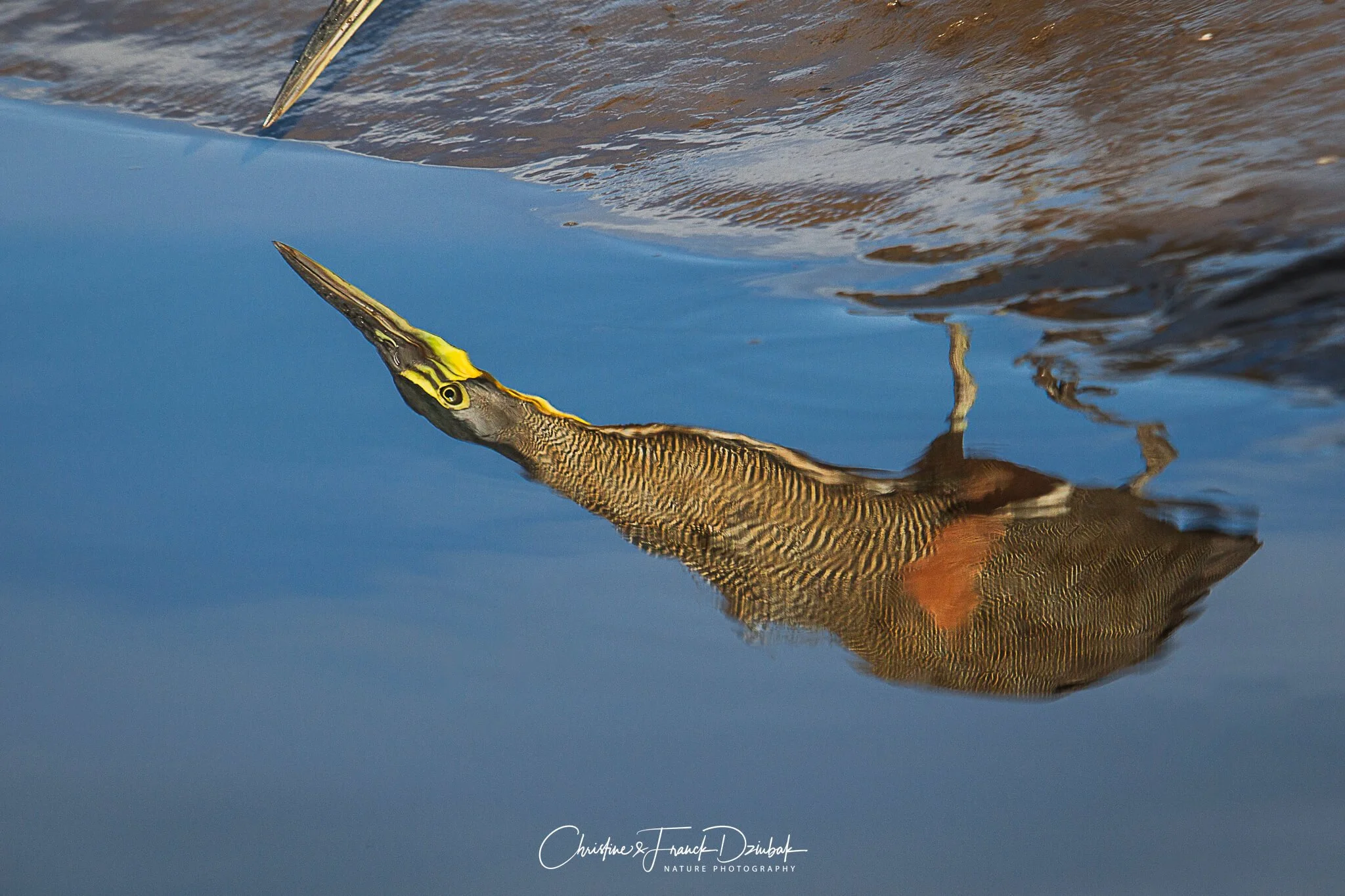Tiger Heron | Garza tigre | Héron tigre | Tigrisoma lineatum