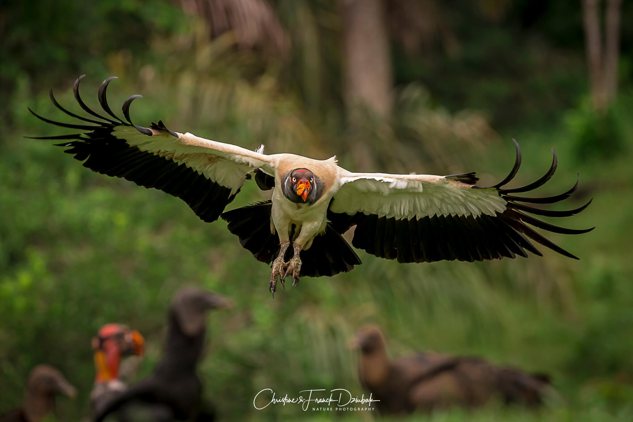 King Vulture | Zopilote rey | Vautour pape | Sarcoramphus papa