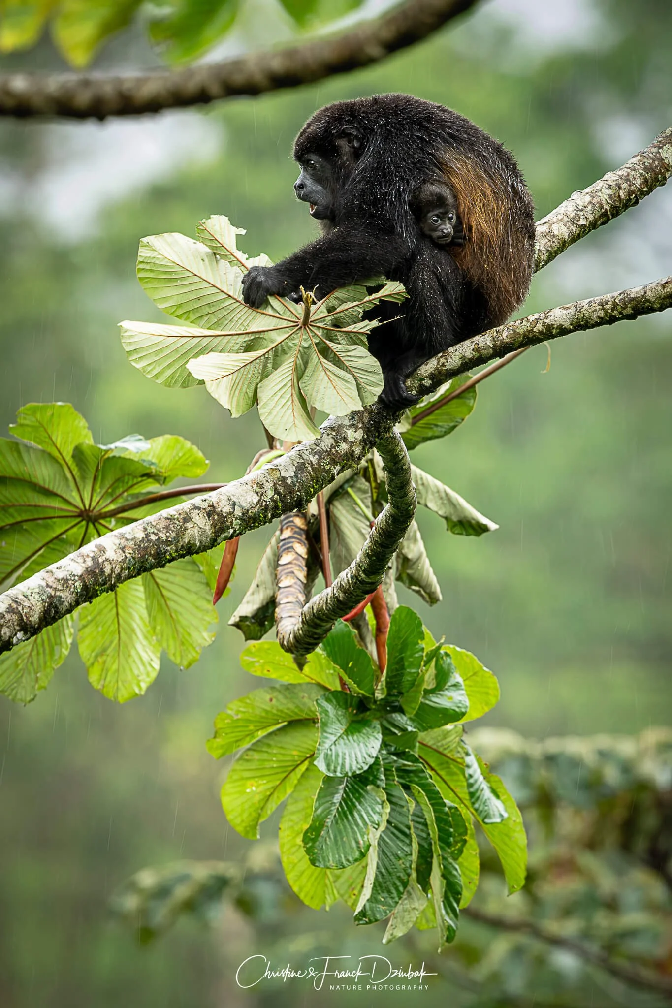 CFD_6454-Avec accentuation-Bruit.jpg