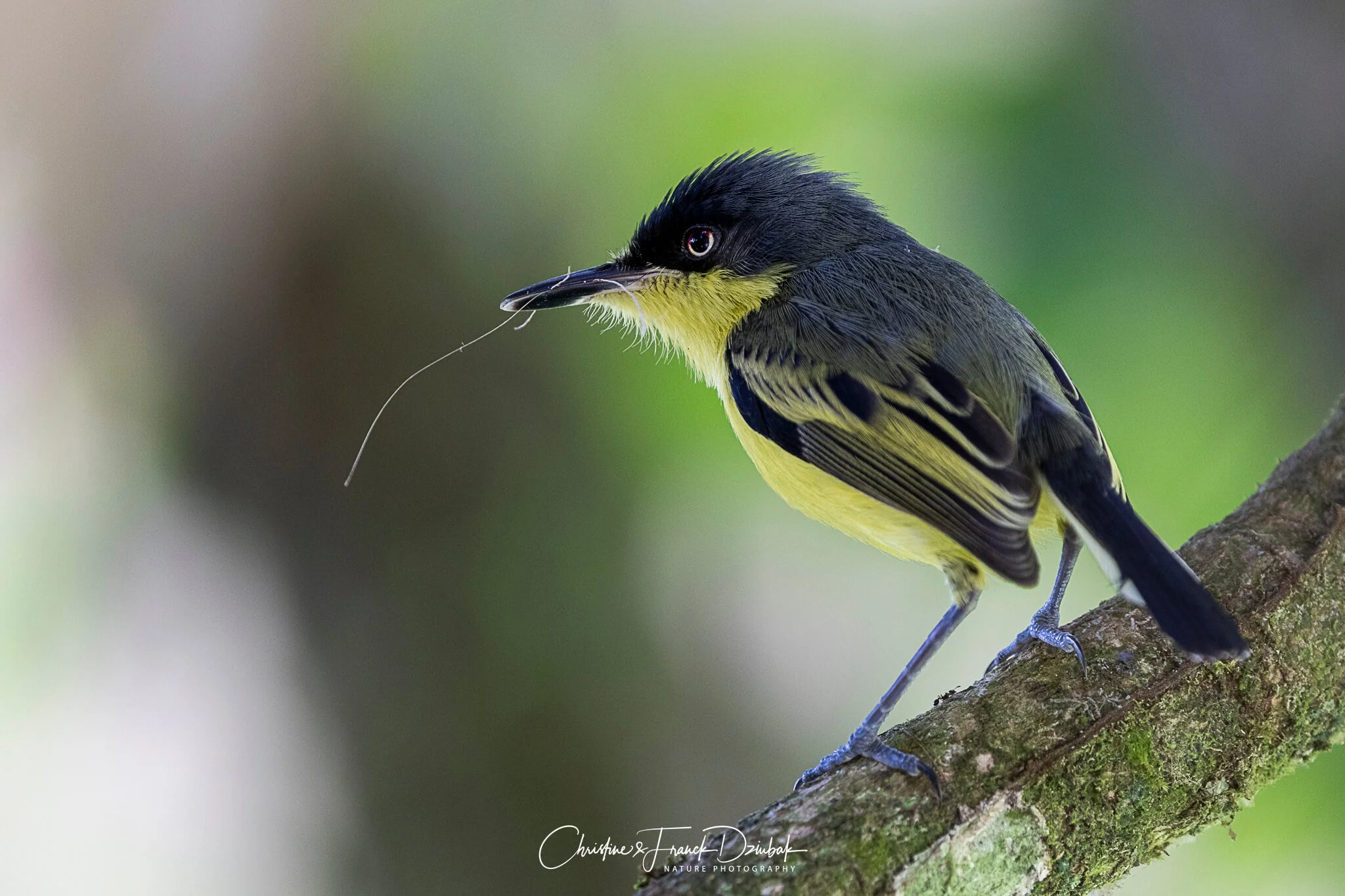 Common Tody-Flycatcher | Mosquerito común | Tyran nain commun | Todirostrum cinereum