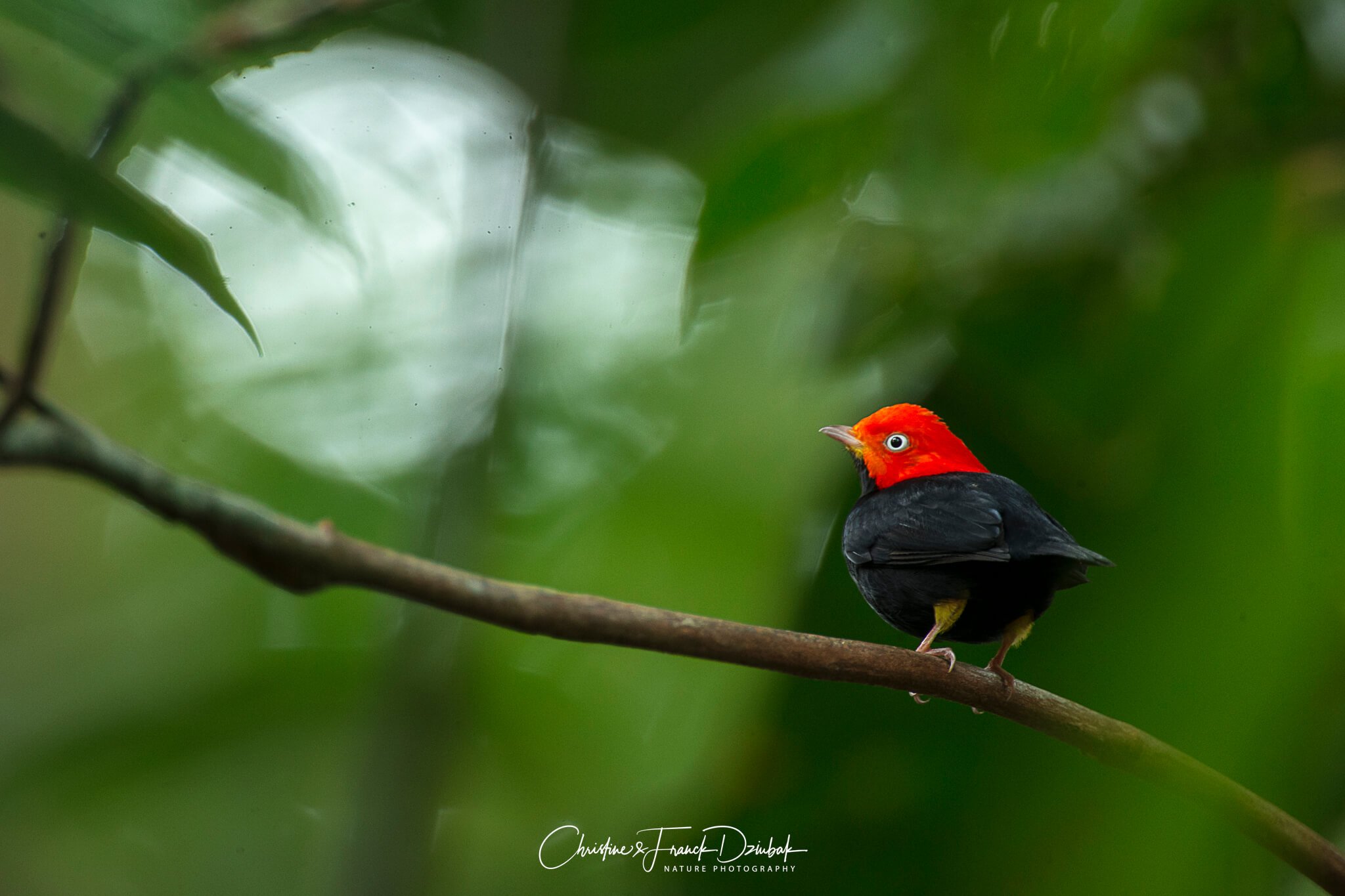 Red-capped Manakin | Saltarín cabecirrojo | Manakin à tête rouge | Ceratopipra mentalis