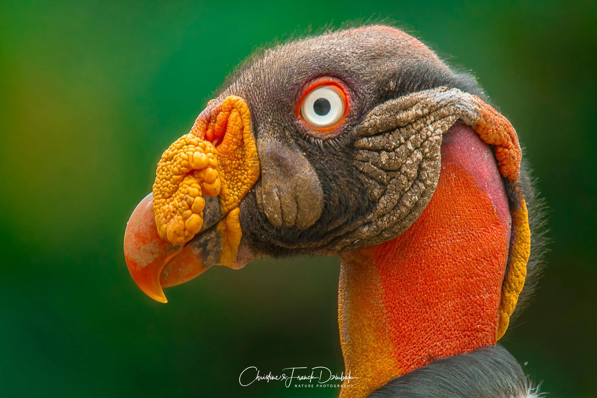 King Vulture | Zopilote rey | Vautour pape | Sarcoramphus papa
