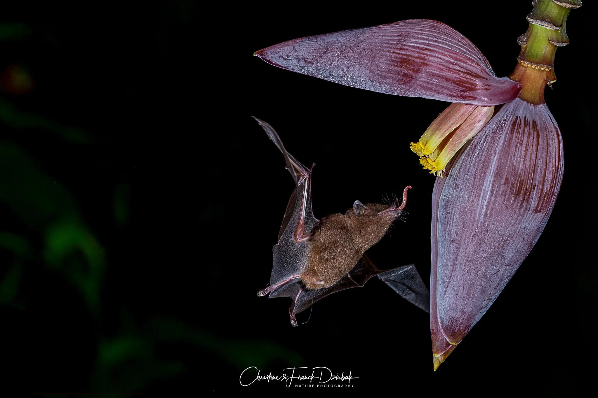 Pallas’s Long-tongued Bat | Murciélago de lengua larga | Chauve-souris à longue langue | Glossophaga soricina