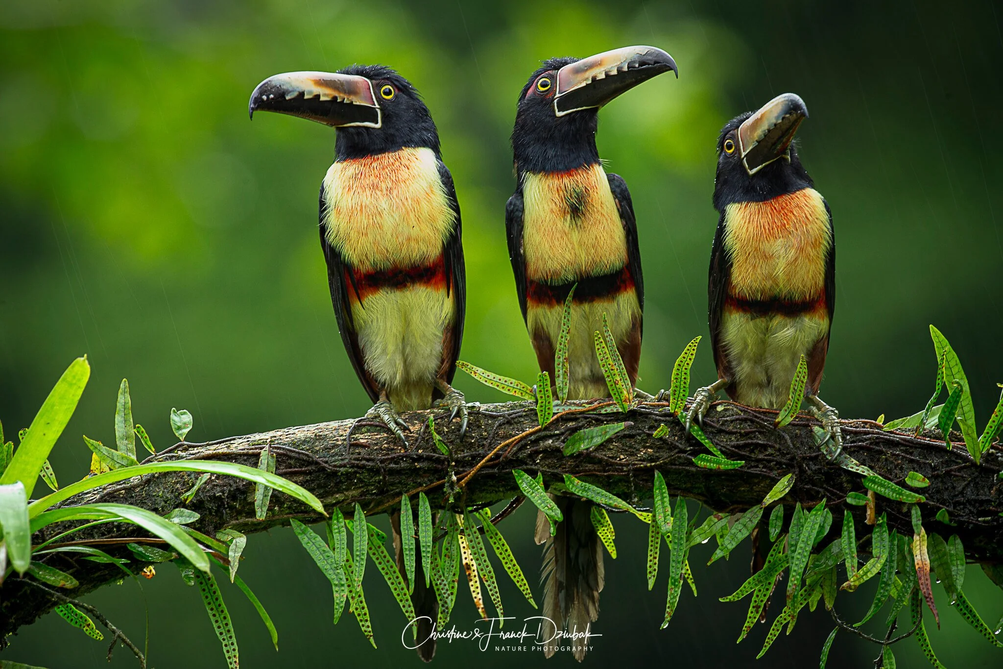 Collared Aracari | Arasarí de collar | Araçari à collier | Pteroglossus torquatus