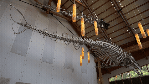 Singer the Whale at Vashon Center for the Arts