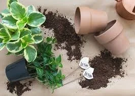 Plants with pots, soil, and small plant tags on a table