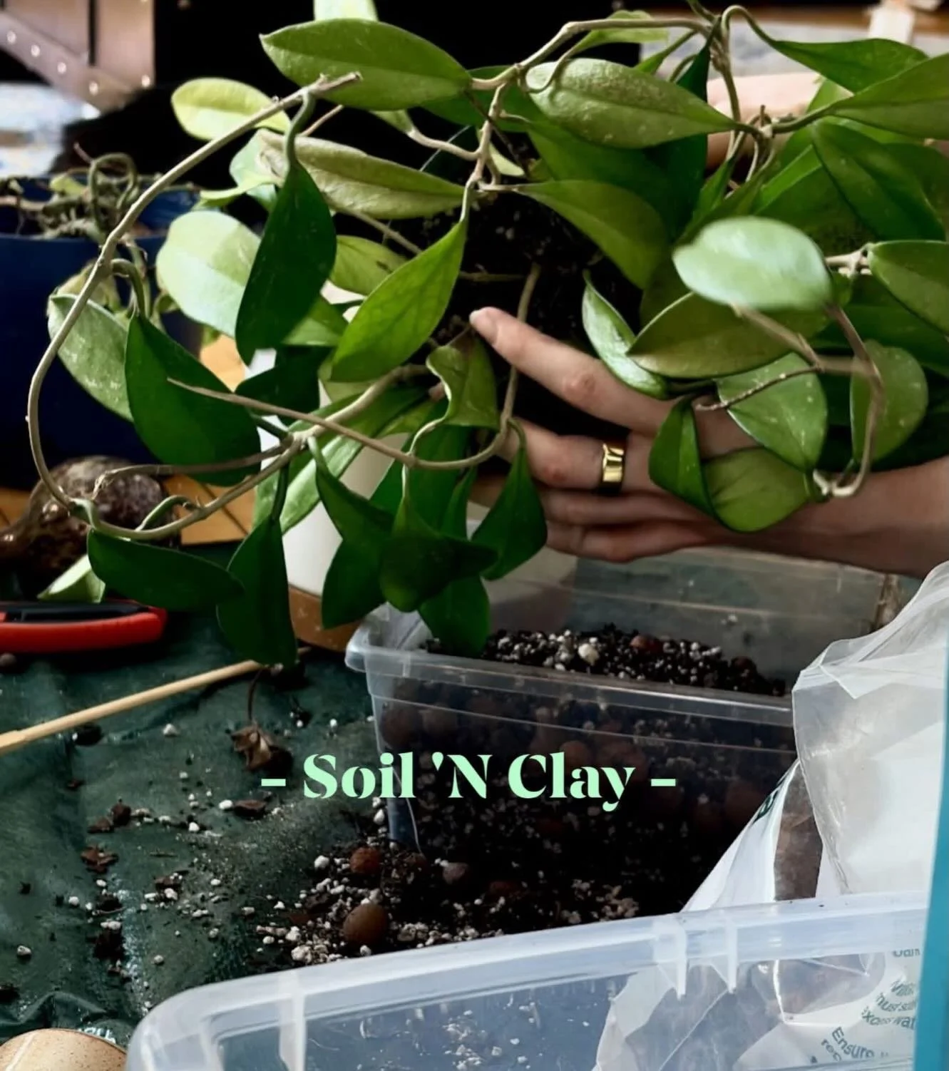 Clay and roots. 🌿🏺
Two things that take time, patience, and a little bit of love.
Ceramics classes + mobile plant re-potting, based in Calgary.
visit www.spiritedvesselceramics.com to book or learn more.