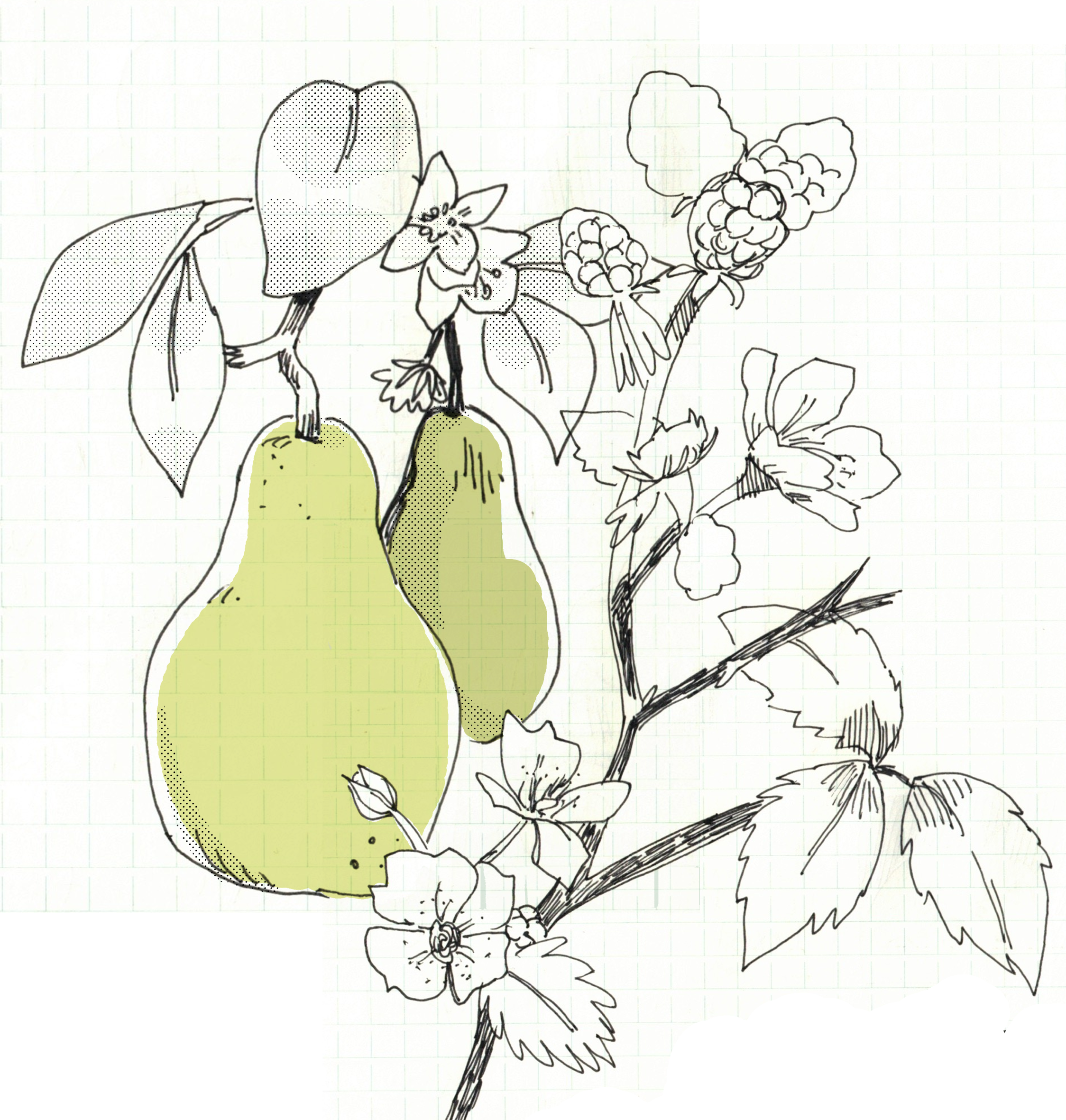 pearandberries.png